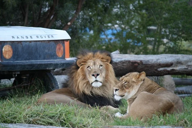 Lions @ San Diego 001