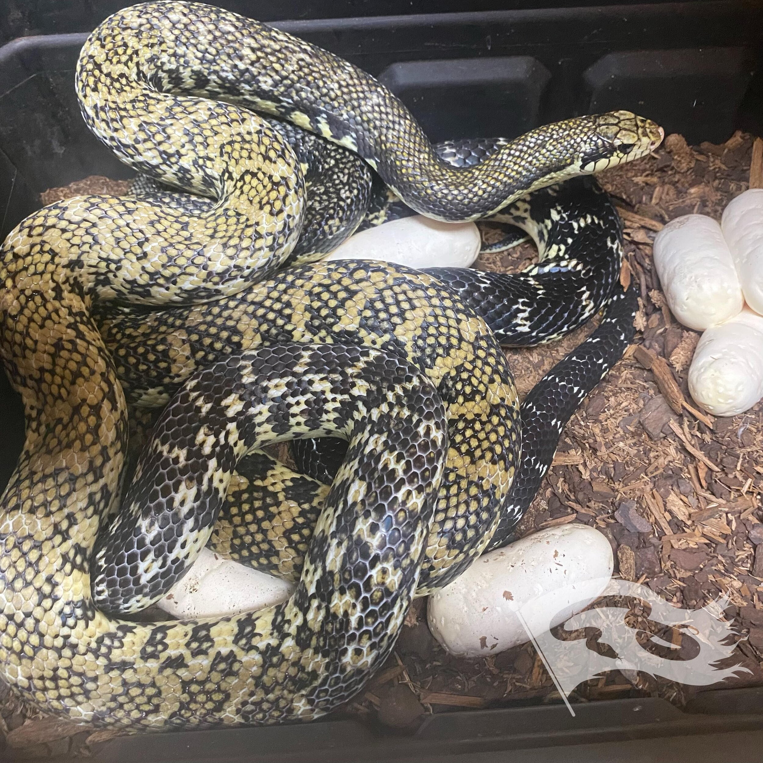 And the 2024 egg season starts. 4th year in a row for Madagascar giant hognose eggs. If you look close you can see that she is indeed laying her eggs on top the other female that is part of the trio I cohab. 3 more females to go

#moreliapythonradio 