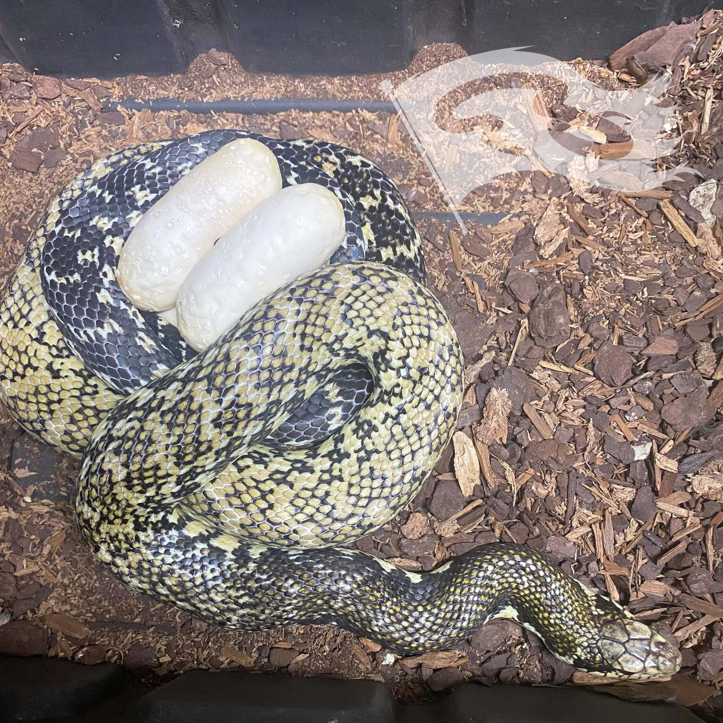 Clutch number 2 of 2024 of the found more Madagascar giant hognose! This girl was produced by Riley @rileys_reptiles this is her 2nd clutch to my CH male. 

#moreliapythonradionetwork #moreliapythons #colubrid #colubrids #colubridsofinstagram #colubr