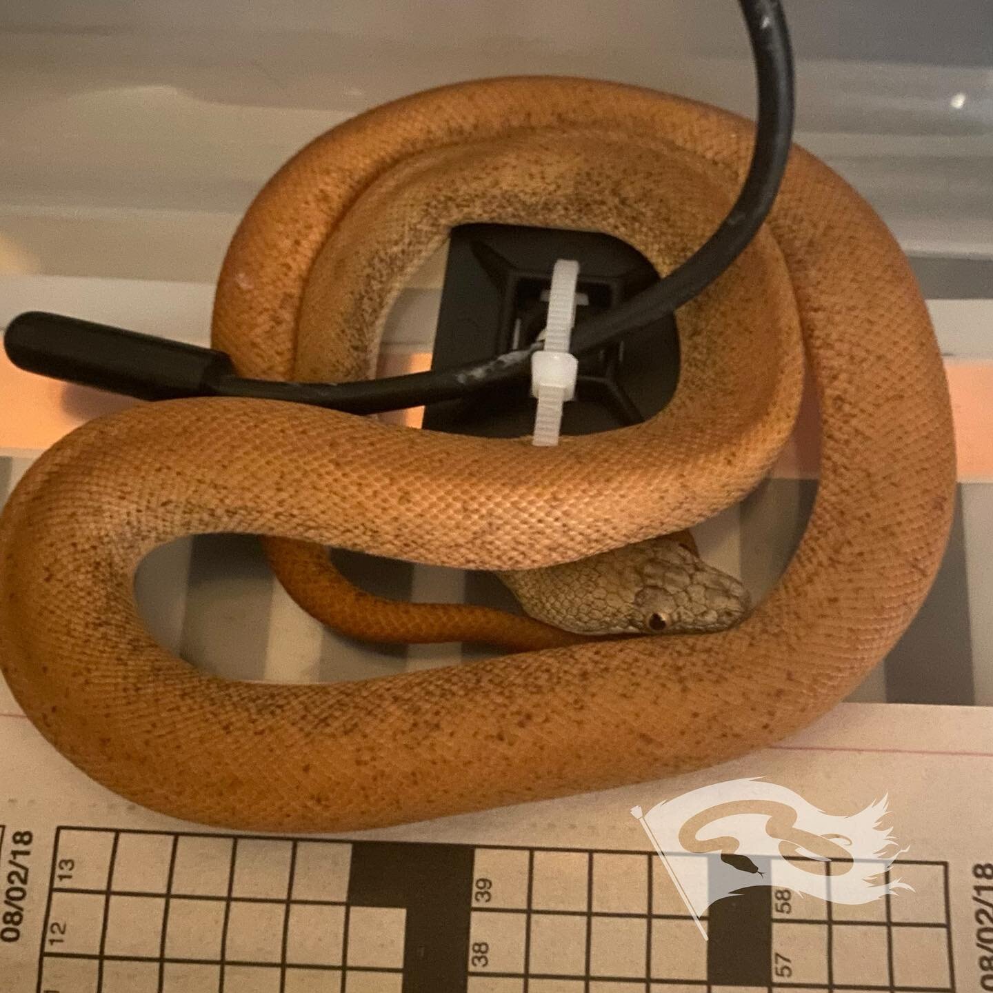 It&rsquo;s so hard to gets pics of these guys they just won&rsquo;t stop moving. 1.1 savus hanging out in quarantine for the time being awesome little python. That makes 5 for liasis!

#moreliapythonradionetwork #moreliapythonradio #roguereptiles #sa