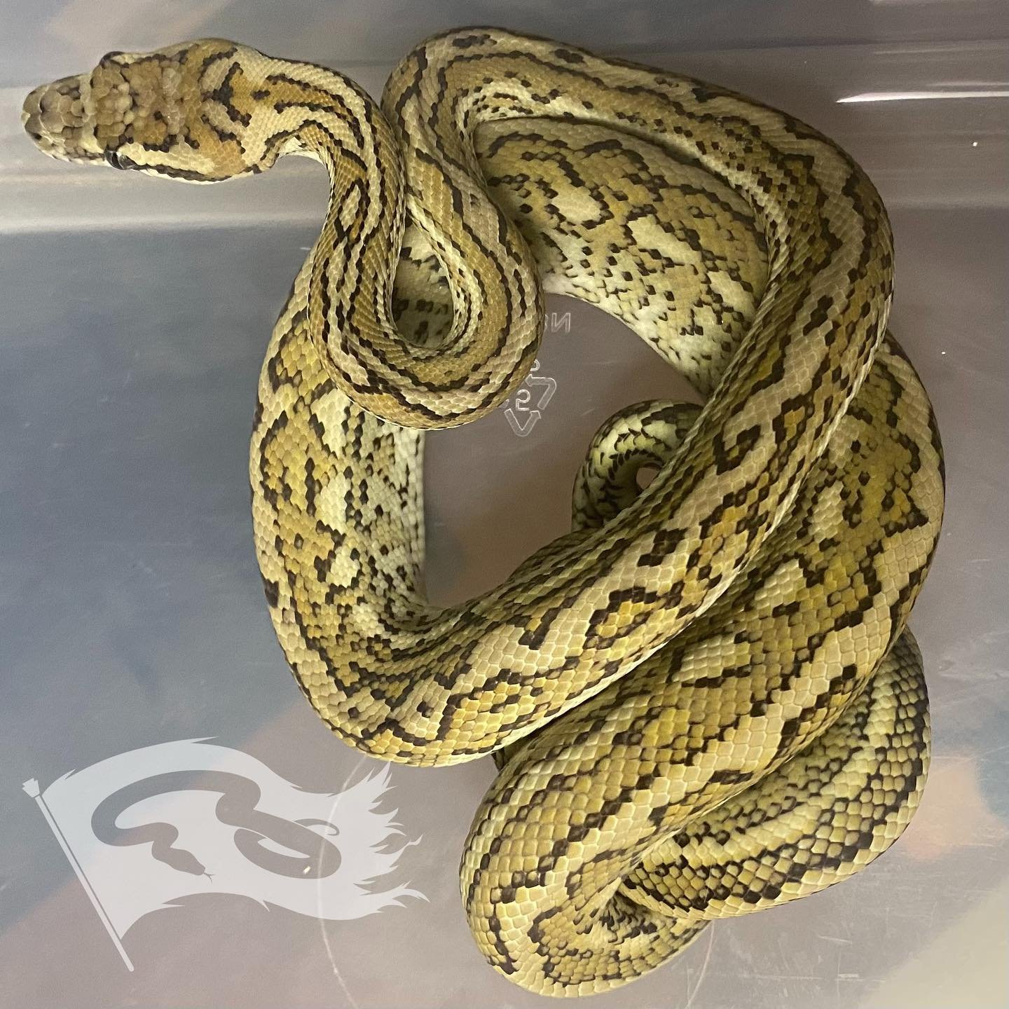 Female red coastal that is making me actually start a red project. Produced by @itsbudluv. 

#morelia #moreliapythonradionetwork #moreliapython #moreliapythonradio #moreliapythons #redcoastalcarpet #redcoastalcarpetpython #carpetpythonmorph #carpetpy