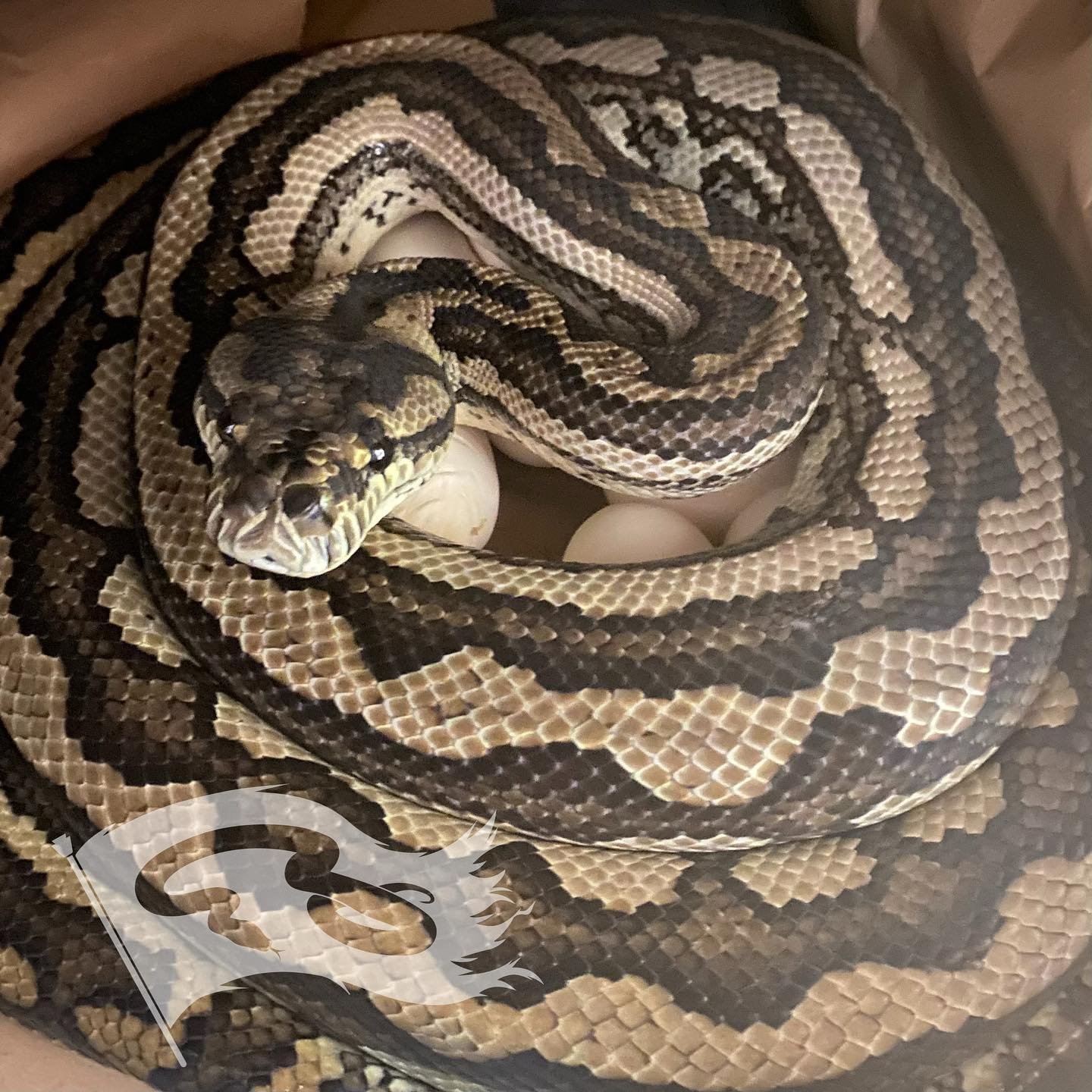 The only carpet clutch of the year on the ground. Tiger X hypo hopefully get some nice hypo tigers out of this clutch

#morelia #moreliapythonradionetwork #moreliapythons #moreliapython #moreliapythonradio #tigercarpetpython #coastalcarpetpython #car