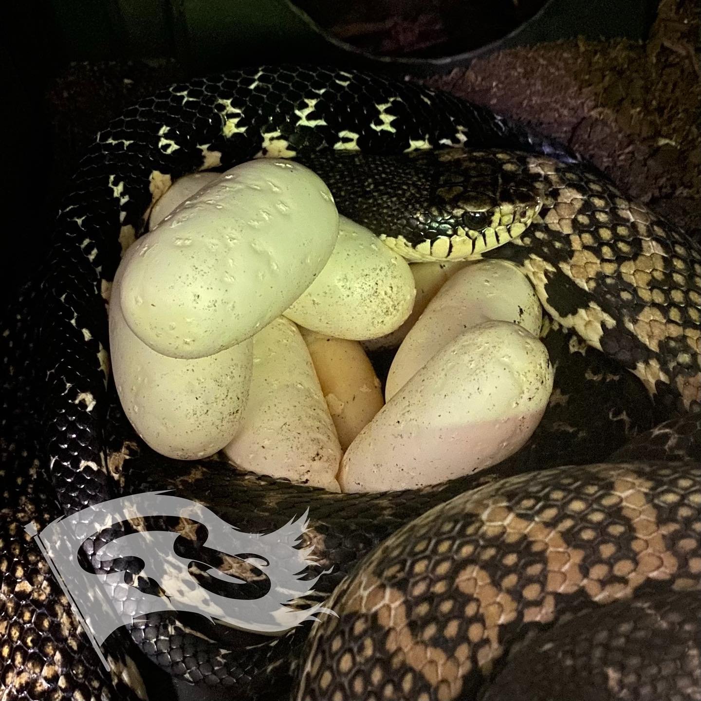 3rd out of 4 possible Madagascar hognose clutches this year. Wild caught female to captive hatched male. 4th and final female is also chilling in the nest box.

#moreliapythonradionetwork #moreliapythonradio #mpr2024breedingseason #madagascargianthog