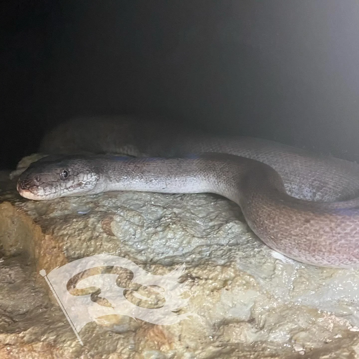 Continuing with the preview of the 2026 season. The female Dunn&rsquo;s python &ldquo;Starling&rdquo;. She is a wild caught along with one of our males hoping to add some new blood to the US captive dunni population 

#moreliapythonradio #moreliapyth