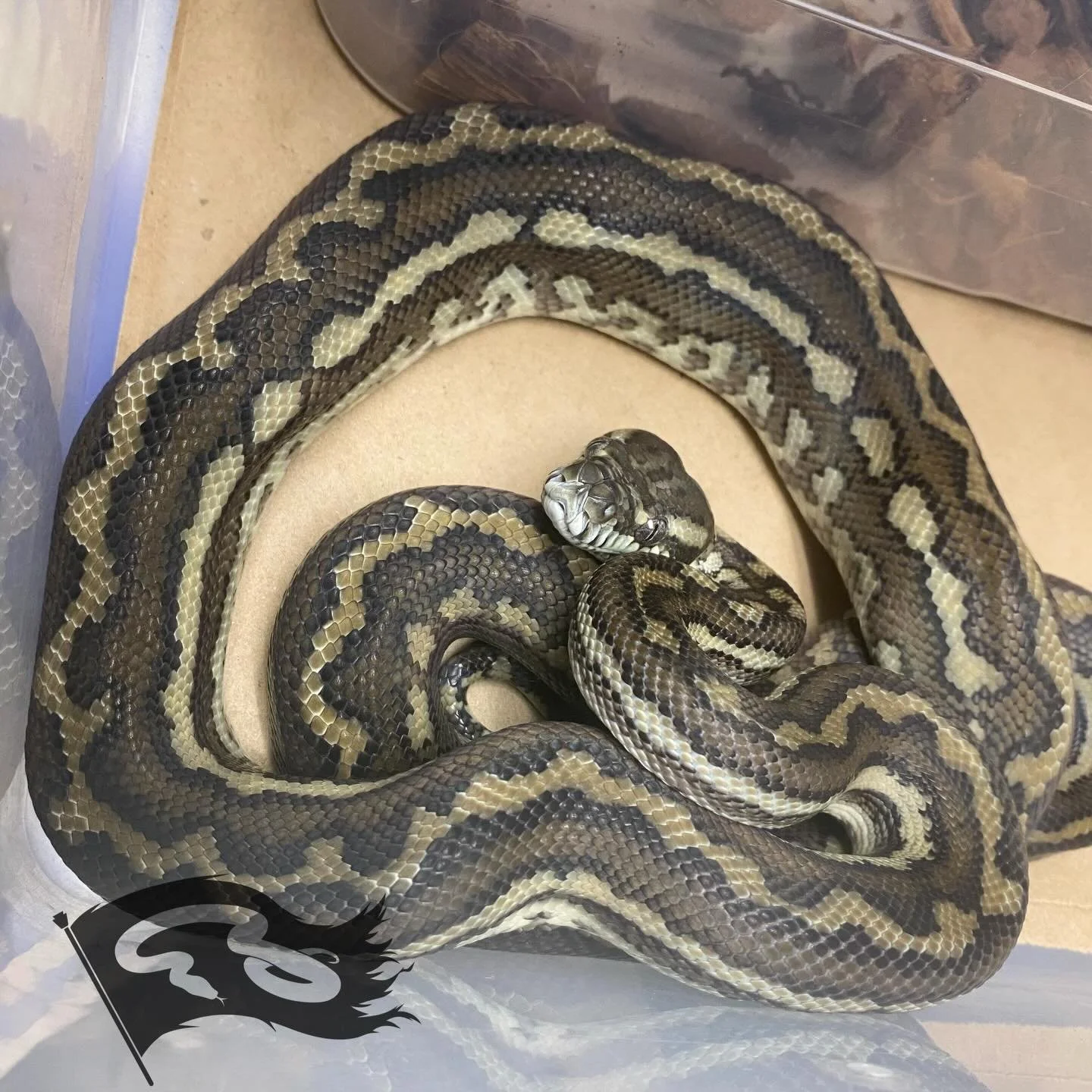 Up close with my Brisbane coastal female. Produced here her parents are from Nick Mutton digging the stripe and hopefully will see what can be made of that in the next few years 

#moreliapython #moreliapythonradionetwork #moreliapythons #coastalcarp