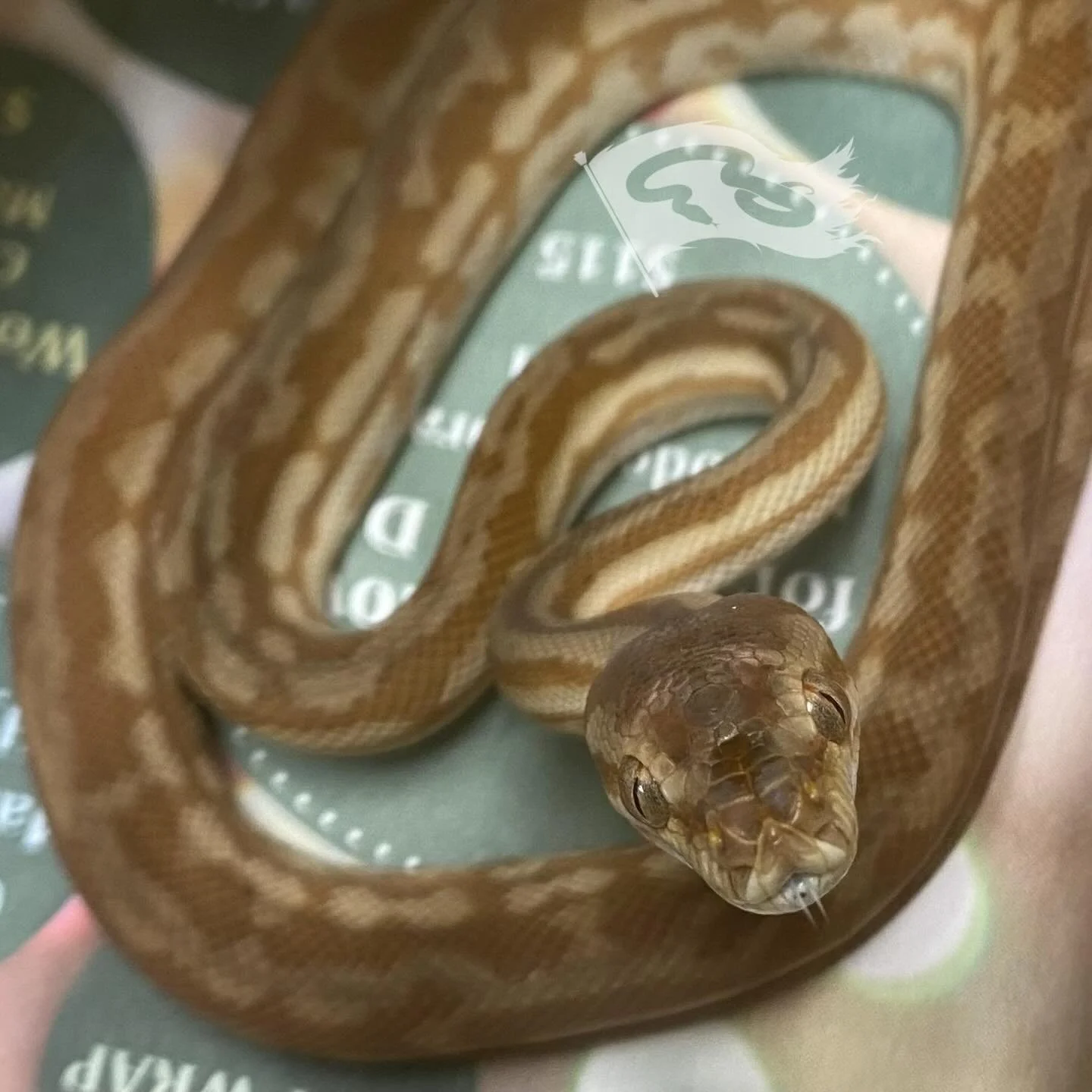 Not an animal going in 2026 but still a fun one to show off. Hypo tiger male from @jasonbaylin 

#roguereptiles #carpetpython #hypotigercarpetpython #moreliapythons #moreliapythonradio