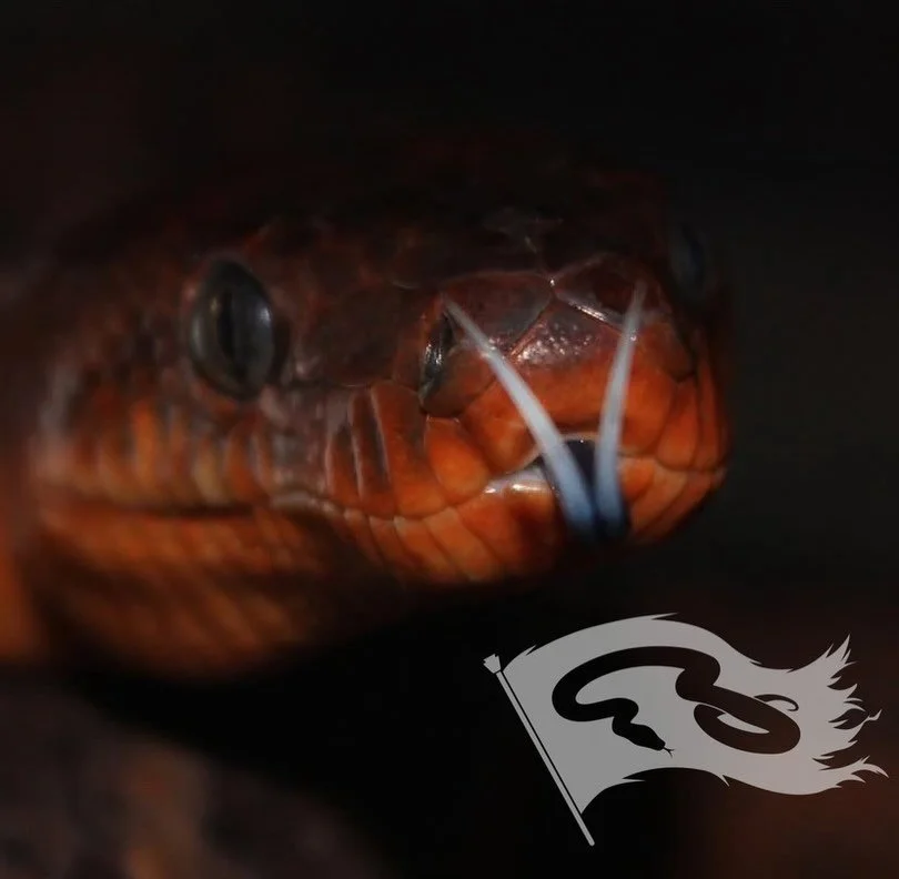 Choose your favorite Rogue-Retiles boa project 
1) Dominican Red Mountain boa
2) Argentine Boa
3) Hog Island Boa
4) Brazilian Rainbow Boa
5) Cay Caulker Boa 

#moreliapythonradionetwork #roguereptiles #dominicanredmountainboa #boaconstrictor #brazili