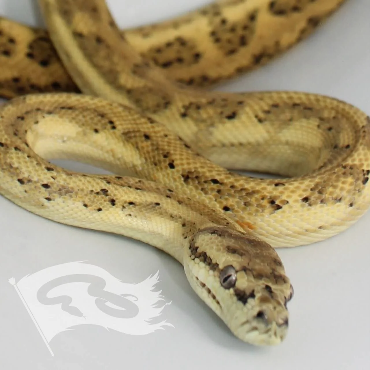 Collection highlight time. Hypo carpet python from Kyle Harper and Jason Baylin. Very quickly becoming a favorite of mine for obvious reasons 

#roguereptiles #moreliapythonradio #hypocarpetpython #coastalcarpetpython #moreliapythonradionetwork