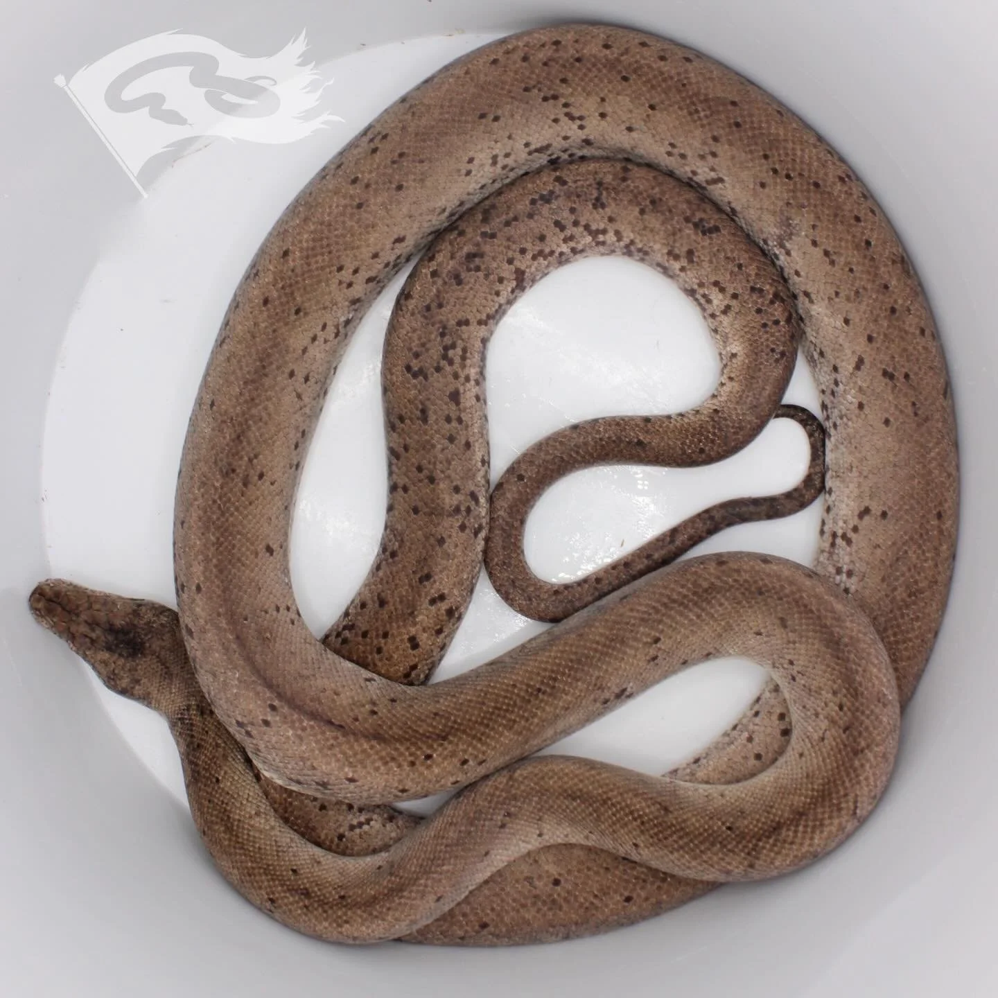 Ok so I've been doing these choose your favorite posts and here&rsquo;s another 

Choose your favorite Rogue Reptiles Liasis project: Dunni, Water, Macklot&rsquo;s, Savu or Olive pythons. 

I've got all these species paired up and I'm hoping I can ac