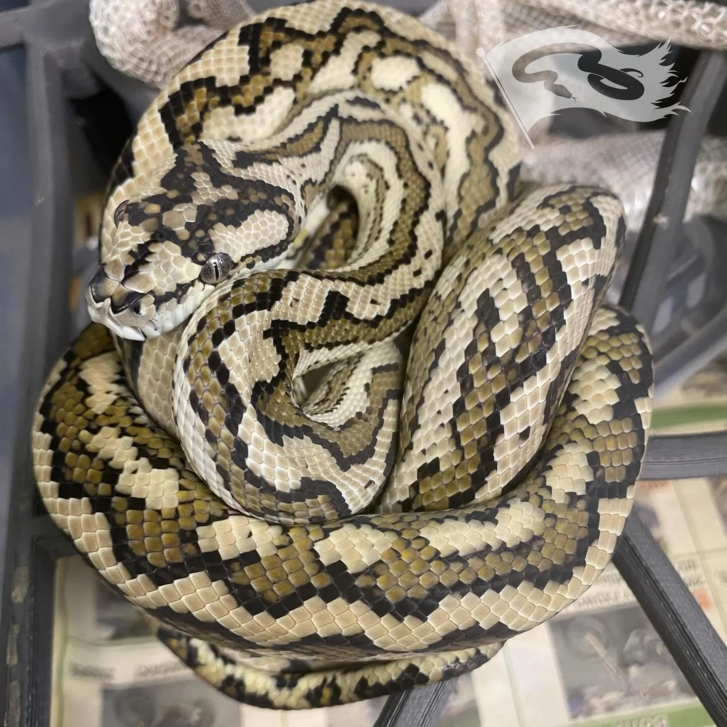 Red male carpet from @iqexotics just keeps getting better with every shed. Got some plans for him in a few years 

#moreliapythonradio #moreliapythonradionetwork #redcoastalcarpetpython #roguereptiles #carpetpython