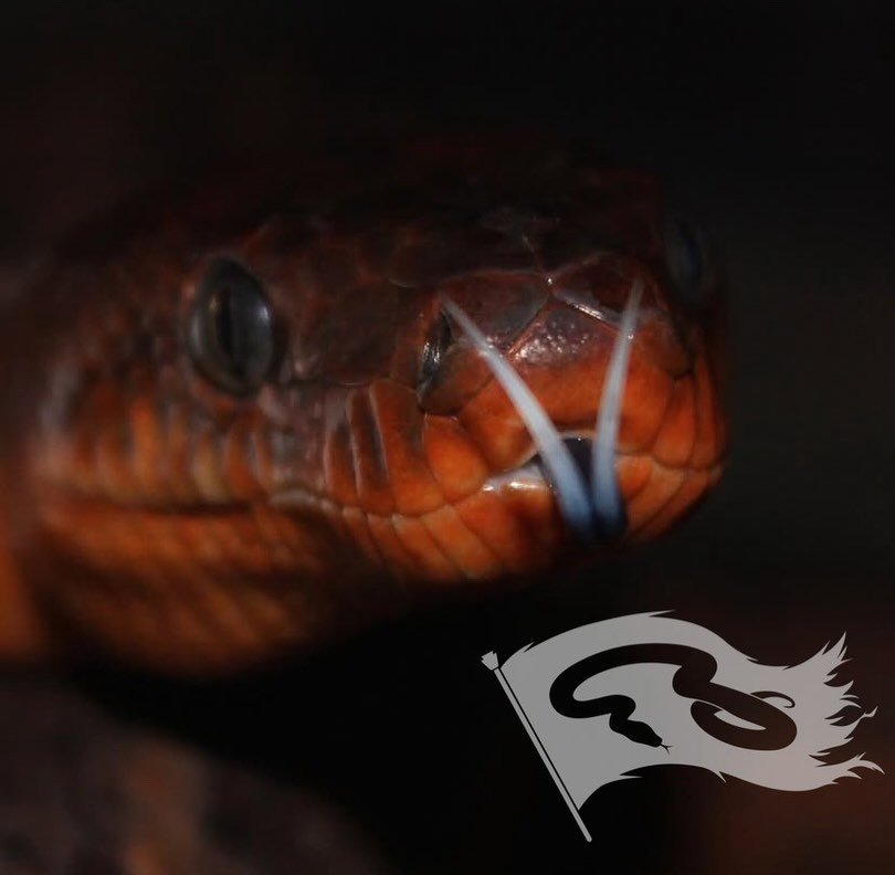 Choose your favorite Rogue-Retiles boa project 
1) Dominican Red Mountain boa
2) Argentine Boa
3) Hog Island Boa
4) Brazilian Rainbow Boa
5) Cay Caulker Boa 

#moreliapythonradionetwork #roguereptiles #dominicanredmountainboa #boaconstrictor #brazili
