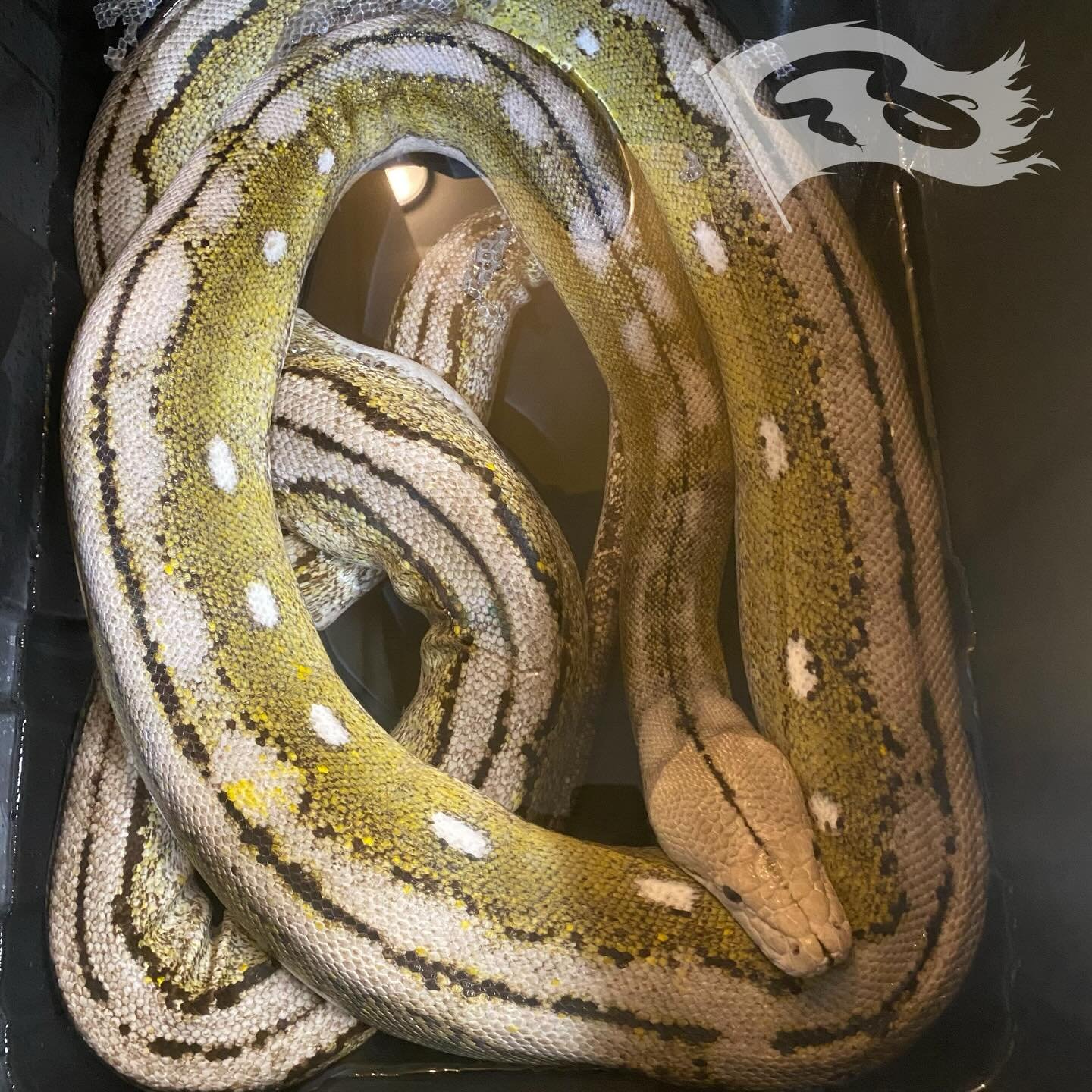 The one time I can take a good picture of Ripley is when she is soaking, otherwise she is always moving. Soaking to get some stuck shed off. Produced by Matt @phillyherpetoculture working on a design for a cage upgrade for this big girl 

#roguerepti