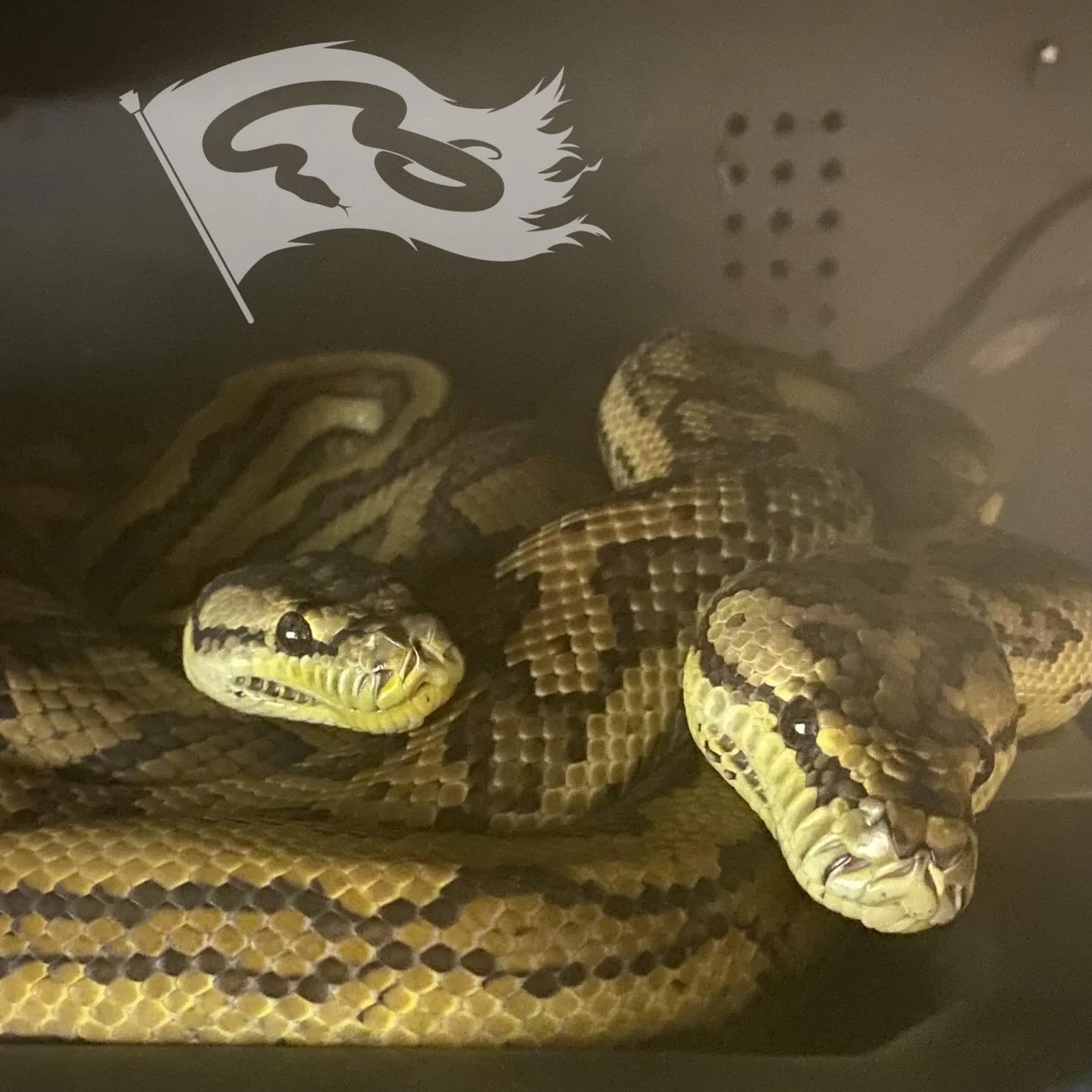 MBB red and my Tri-Tiger (Russian, baylin red and Peterson strip) were all curled up together think I saw some locking. Hopefully signs of eggs to come

#roguereptiles #coastalcarpetpython #tigercarpetpython #moreliapythonradionetwork #moreliapython