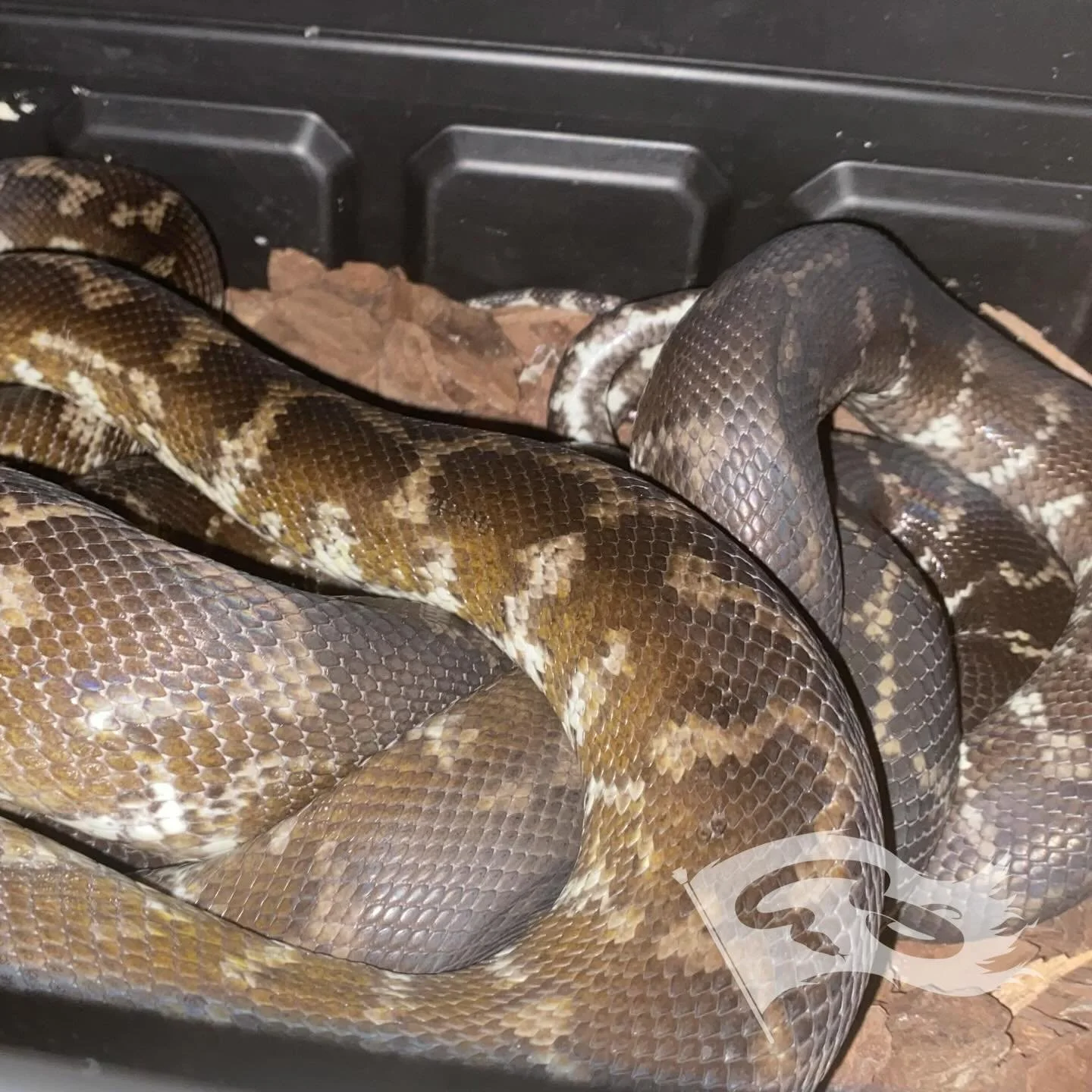 First observed lock of the season IJs maybe this is the year I can check that box 

#moreliapythonradio #moreliapythonradionetwork #papuancarpetpython #roguereptiles #mpr2026breedingseason