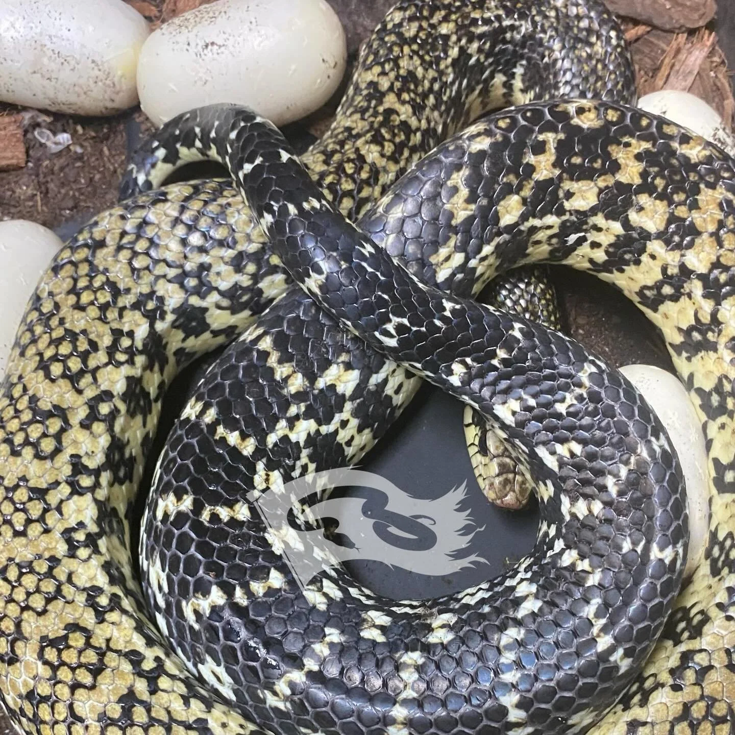 Hey look Easter eggs!! 1st good clutch of the year Madagascar giant hognose. 6 eggs out already, mom isn&rsquo;t done so set her back up alone and will check on her later for a final count 

#roguereptiles #madagascargianthognose #moreliapythonradion