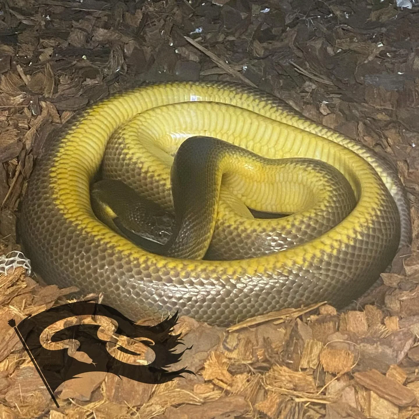 Due date for this girl. Seems she won&rsquo;t be giving them up that easy. 

#moreliapythonradio #roguereptiles #waterpython #moreliapythonradionetwork #liasisfuscus