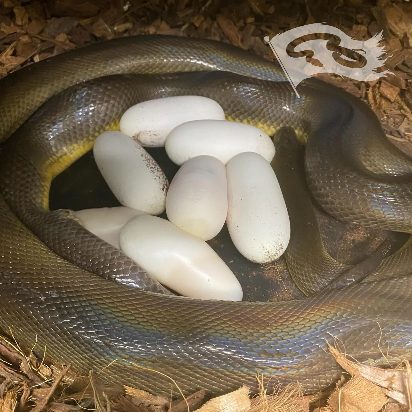 Clearly my female water python heard me complaining about her being 3days overdue and decided to shut me up. New species for me, 2nd of the liasis. 5 look good 1 mid 1 slug. 

#moreliapythonradio #moreliapythonradionetwork #roguereptiles #liasisfuscu