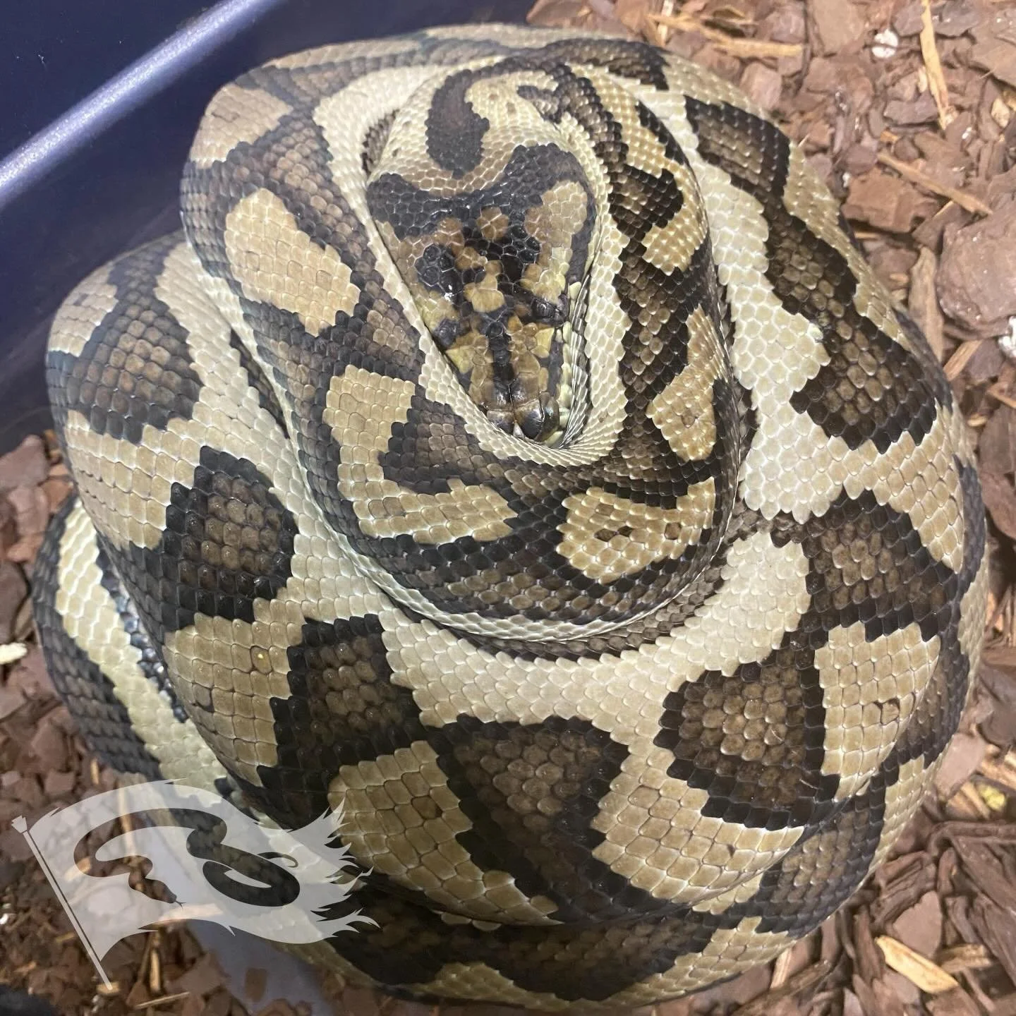 Checked on this girl 3 times while cleaning today. Left for like 2 hours and she laid 18eggs by the time I got back. Het axanthic female crossed bred to a caramel axanthic male. 

#moreliapythonradio #moreliapythonradionetwork #roguereptiles #coastal