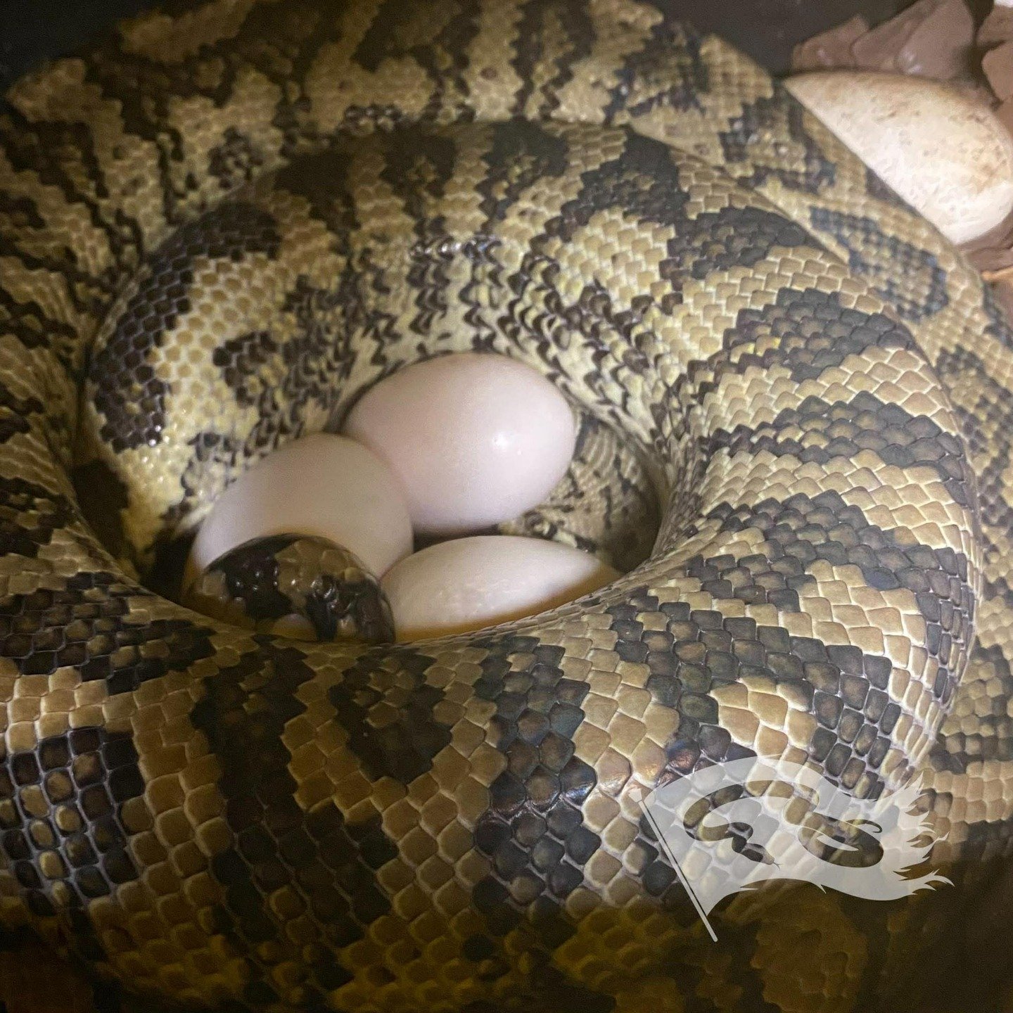 And we just keep rolling. Poss super caramel X MPENN caramel stripe. also caught in the act. 

#moreliapythonradio #roguereptiles #moreliapythonradionetwork #carpetpython #caramelcarpetpython