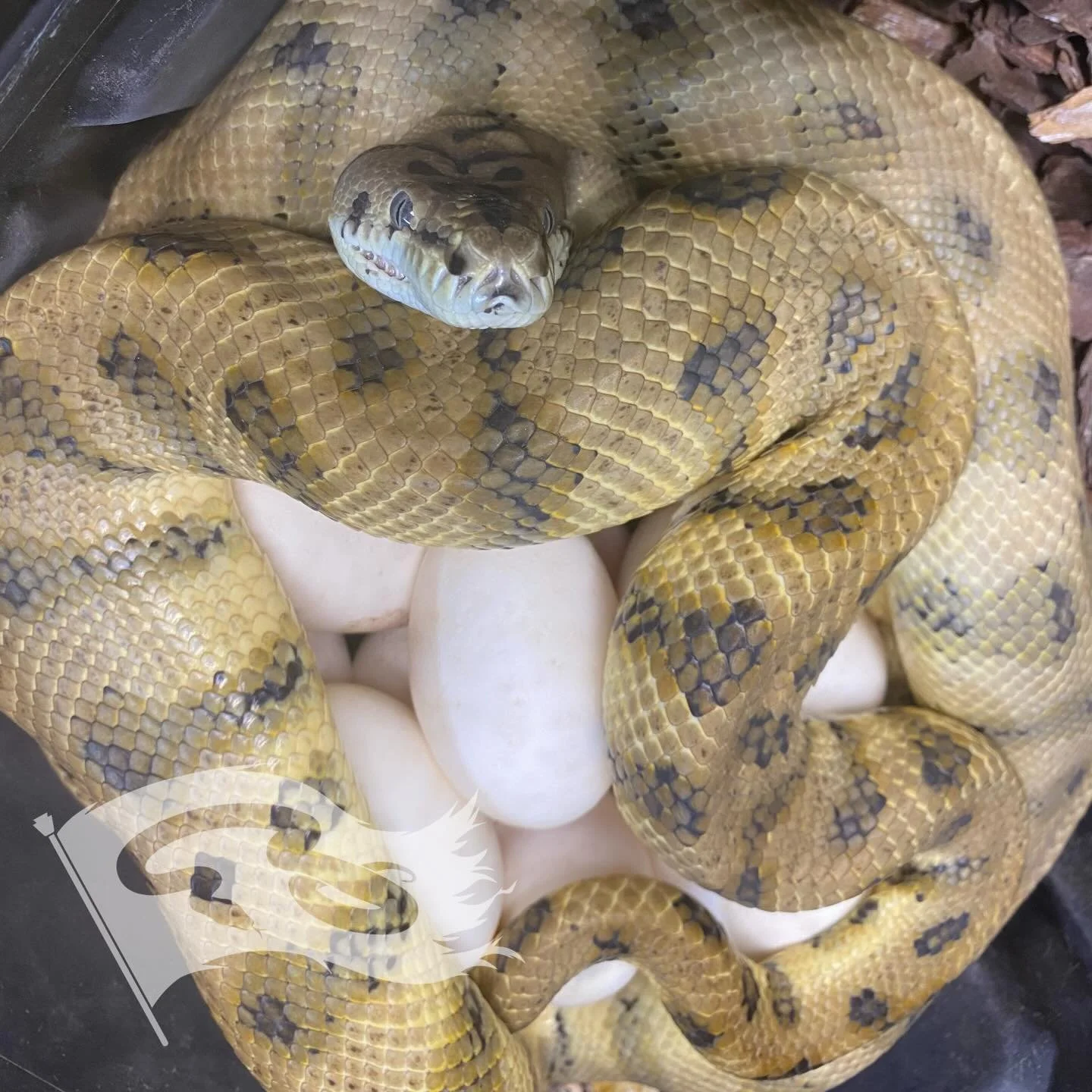 And the season keeps on rolling 12 eggs from my super caramel jag x MPENN caramel stripe. Really excited for these babies 

#roguereptiles #moreliapythonradionetwork #coastalcarpetpython #carameljaguarcarpetpython #carpetpythonsoninstagram