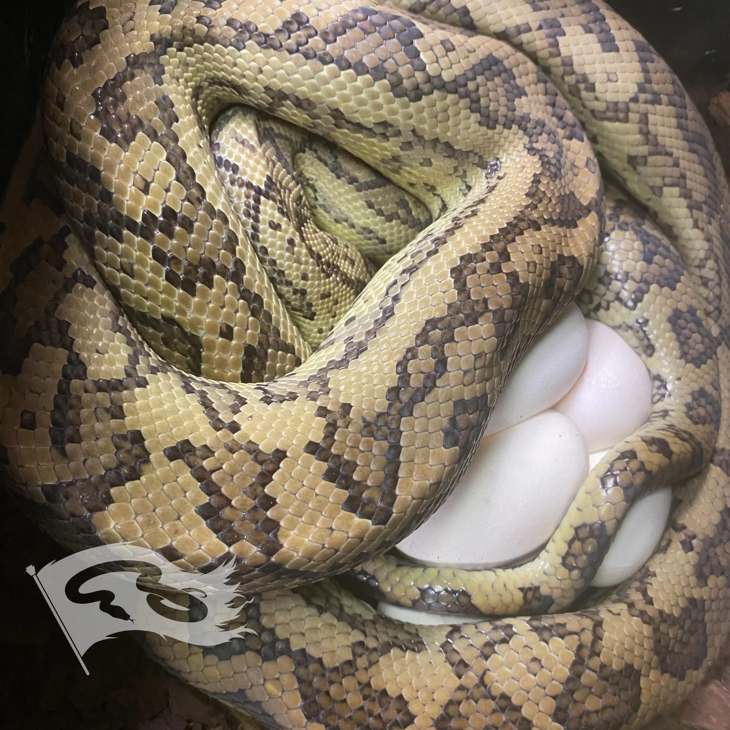 Clutch number 8 and coastal clutch number 5. MBB red female produced by @itsbudluv crossed with a Russian/baylin tiger with Peterson stripe produced by me.

 Waiting on a few more pythons before we get into colubrid season 

#roguereptiles #moreliapy