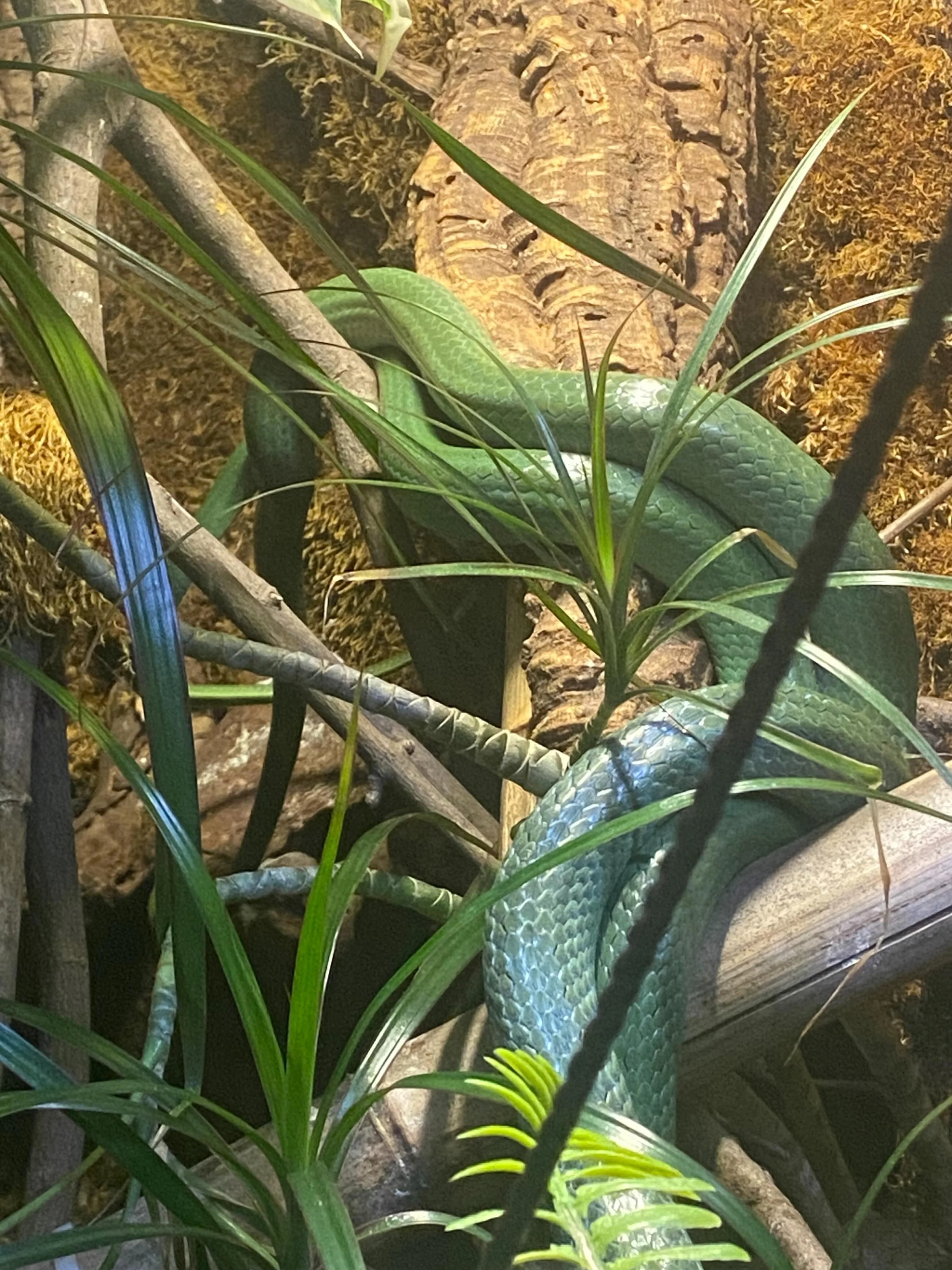 Breeding season keeps rolling. Caught the rhinos locked got to love the ongoing madness 

#moreliapythonradionetwork #rhinoratsnakes #roguereptiles #rhinoratsnakesofinstagram #rhinoratsnake
