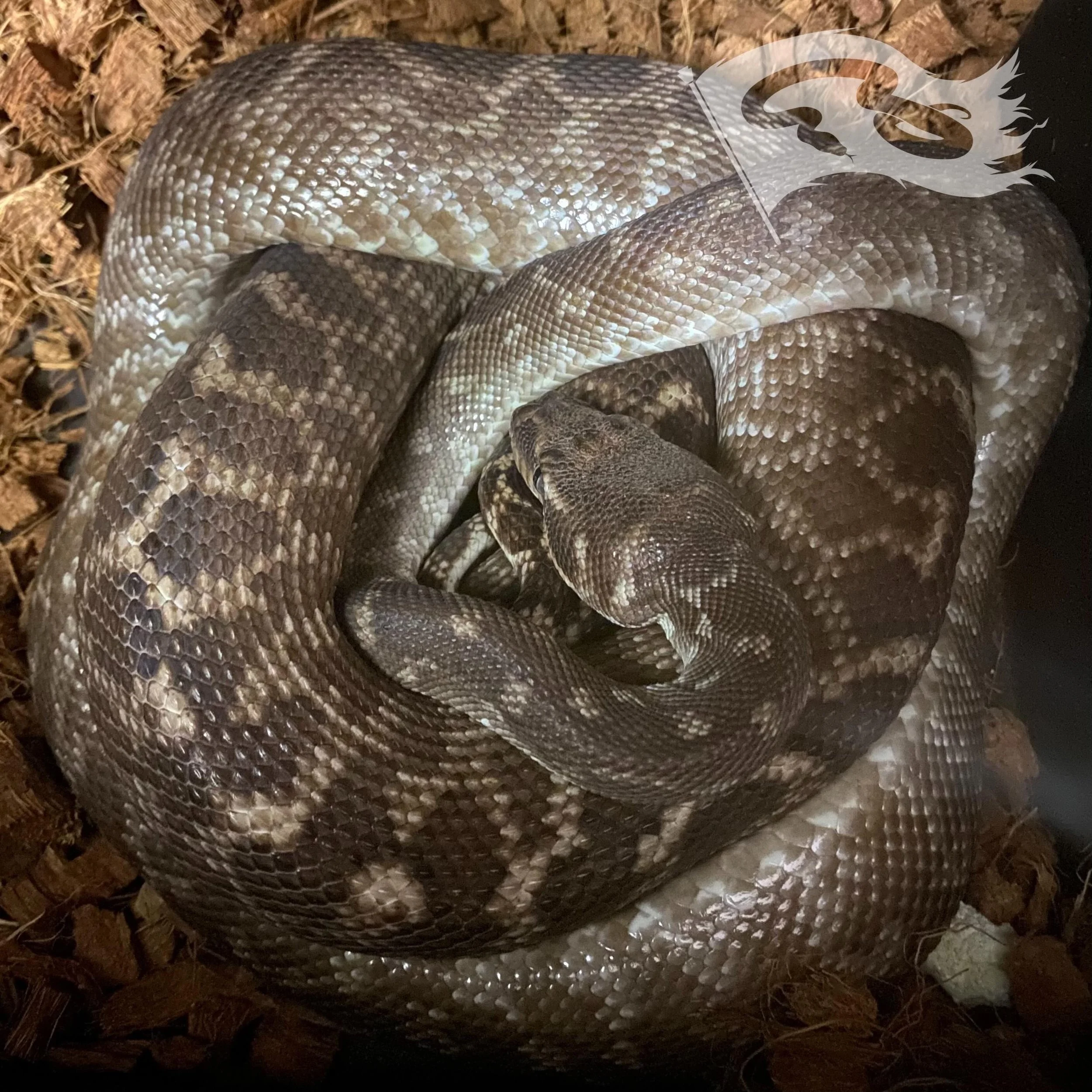 This girl was due yesterday. I refuse to state how many times I have checked on her. Any way just waiting for eggs

#moreliapythonradio #moreliapythonradionetwork #roguereptiles #moreliacarinata #roughscaledpython