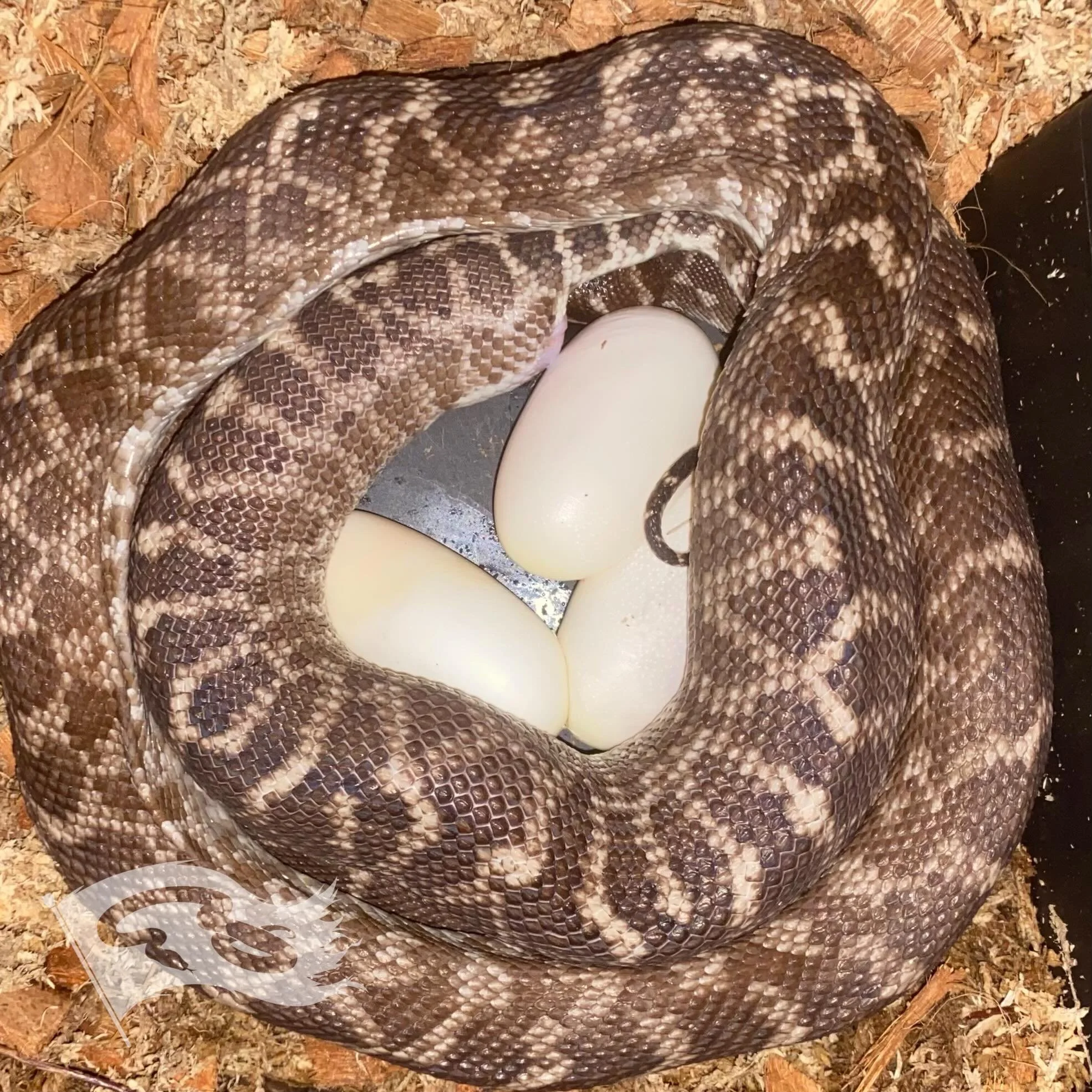 3rd time for rough scaled pythons. Female produced by Brett @fieldstone_herpetoculture. She was uncomfortable all day. Added some moss to her lay box which she then spent 2 hours removing. Checked her around 6 and saw she was definitely starting to l