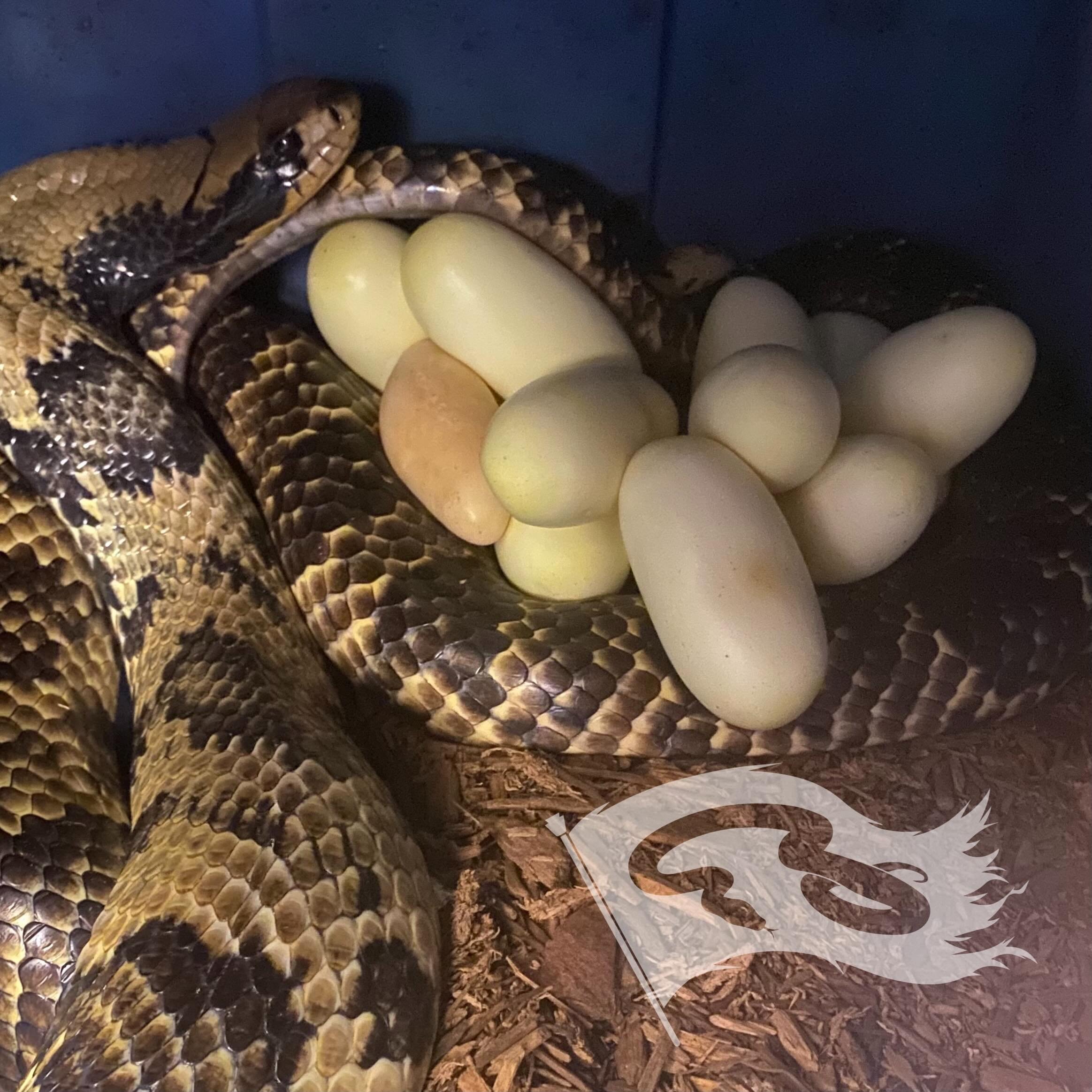 Oops I lost count and wasn&rsquo;t expecting these today. Some more False water cobra babies incoming. 

#moreliapythonradionetwork #moreliapythonradio #falsewatercobra #roguereptiles #falsewatercobrasofinstagram