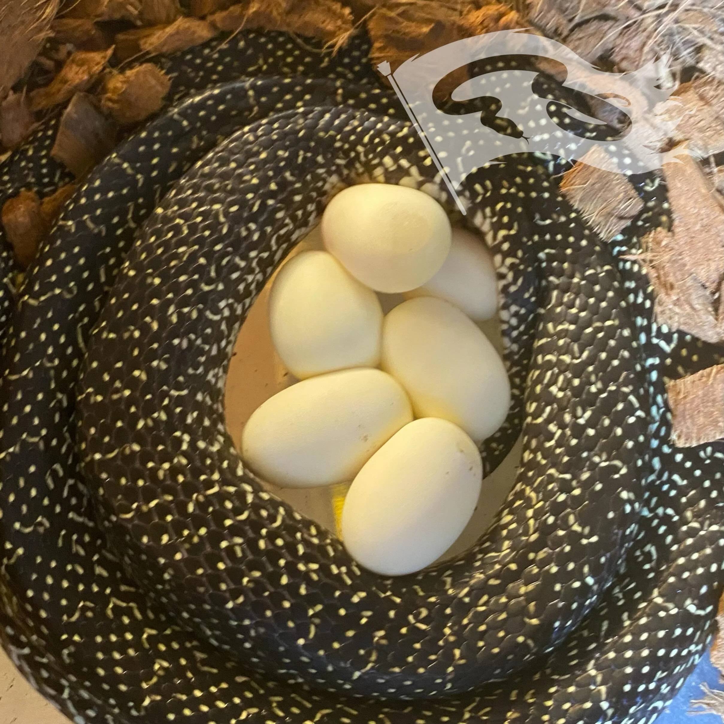 No not diamonds&hellip;speckled kings for the 2nd year row. 

#moreliapythonradionetwork #moreliapythonradio #speckledkingsnake #kingsnake #roguereptiles