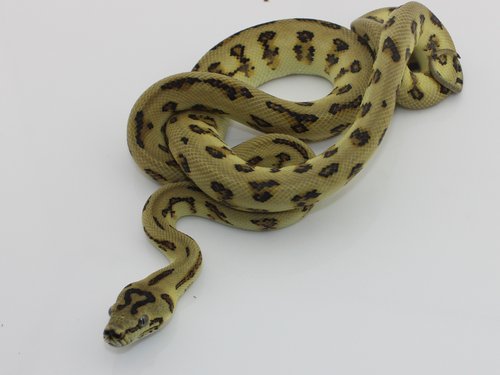 Snakes For Sale — Rogue-Reptiles