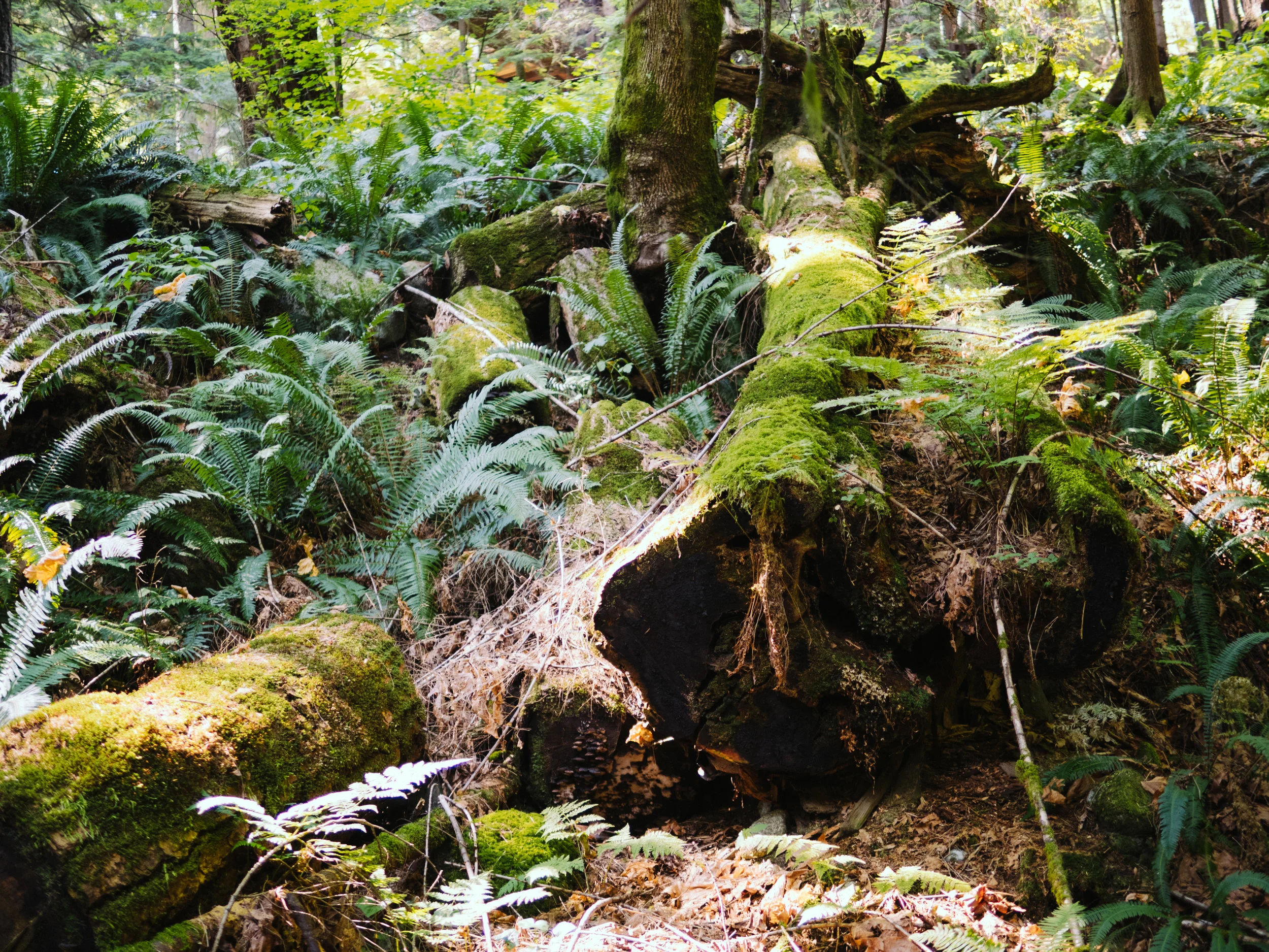PNW-7.jpg