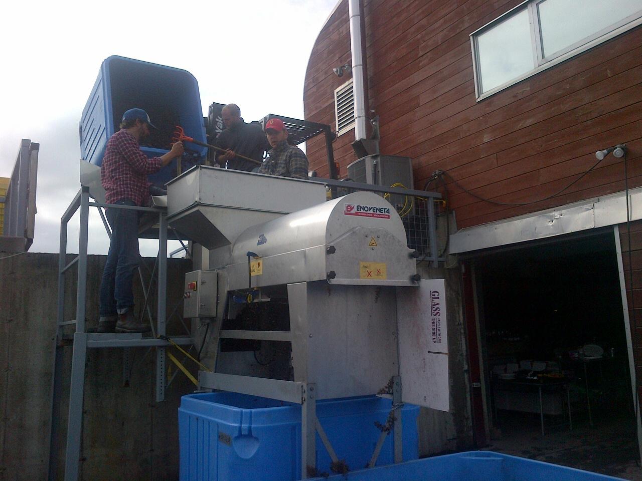  Bringing the Pinot Noir into the de-stemmer, getting set for some ​rosé! 