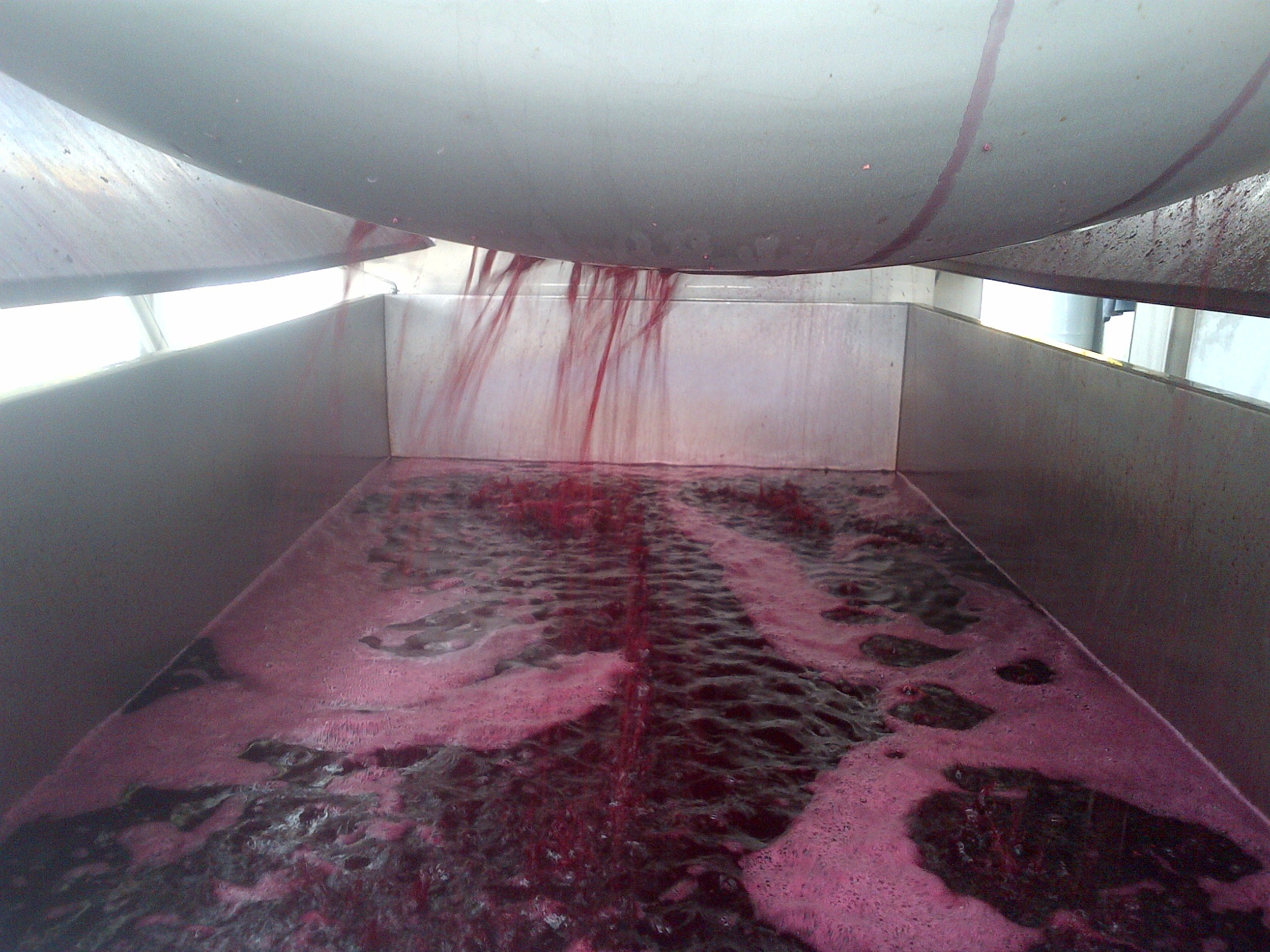  Delicious free-run Gamay coming off the press into the pan 