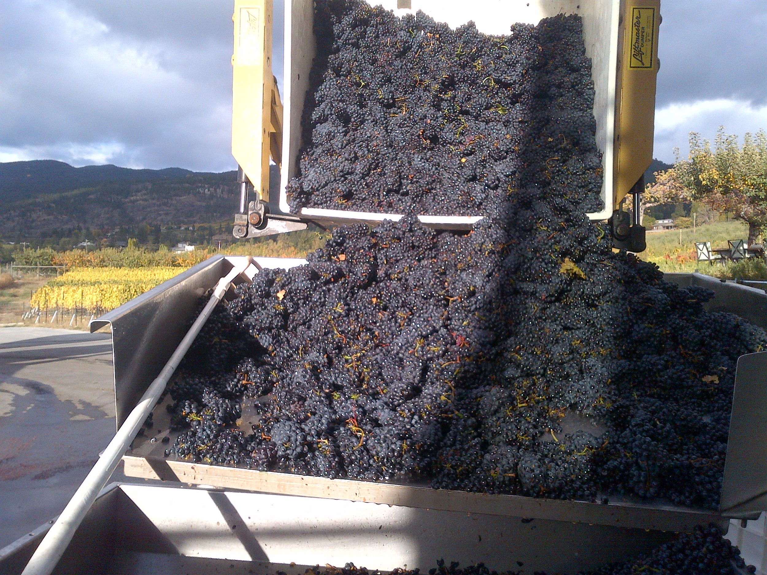 Beautiful Pinot Noir unloading into the de-stemmer.
