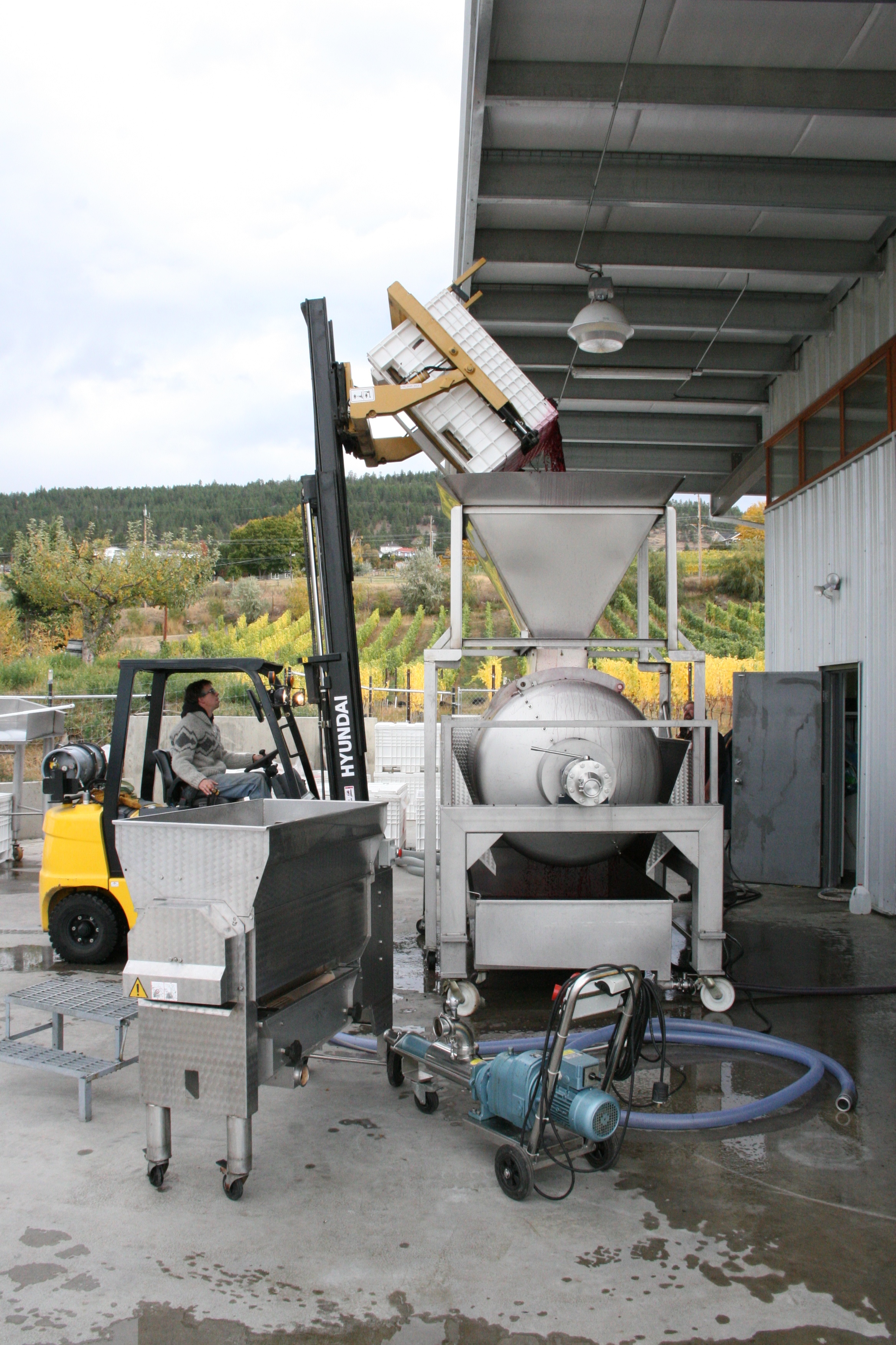  Dumping fermented Gamay into the horizontal bladder press... 