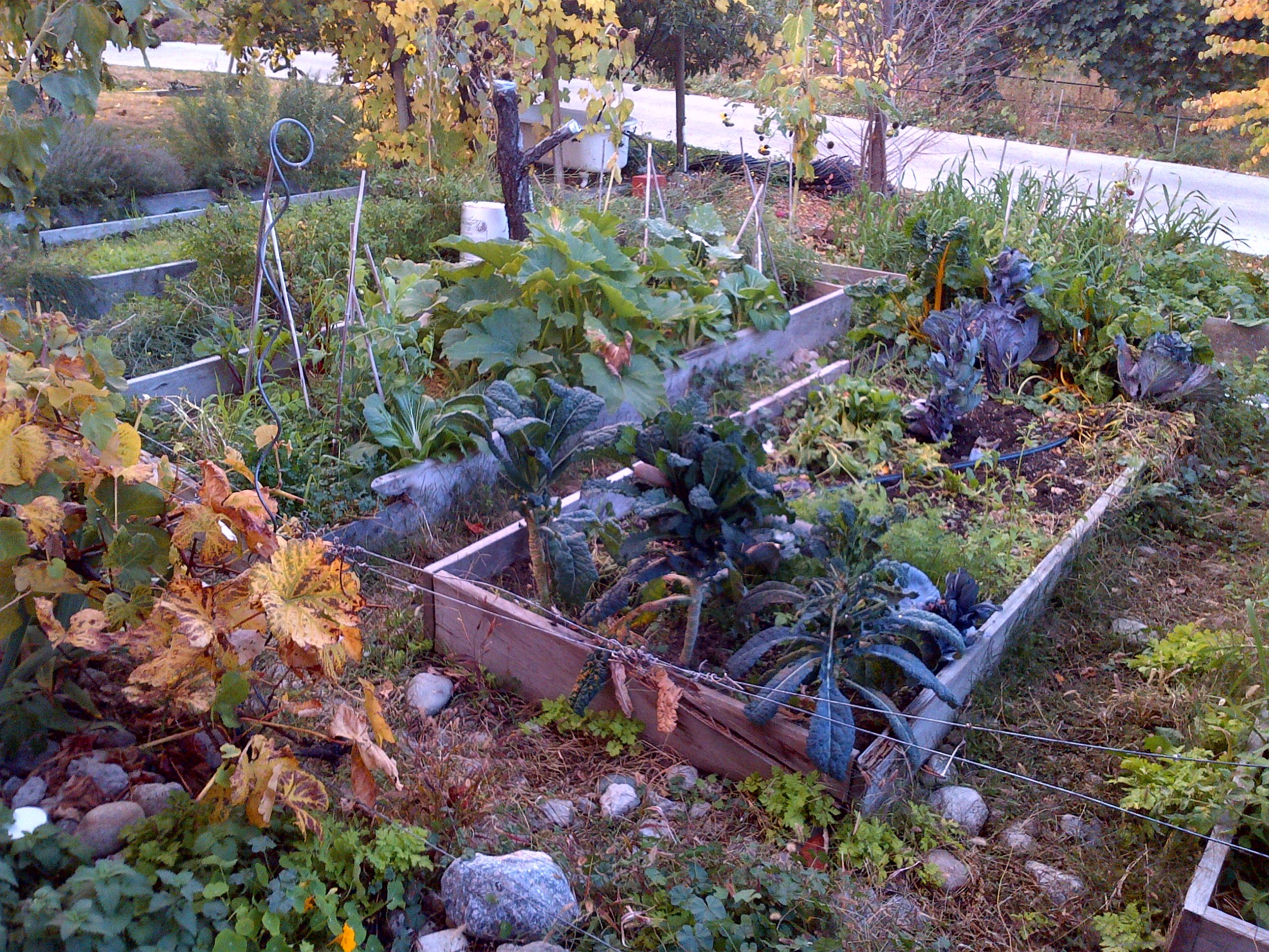 Heidi's vegetable garden 