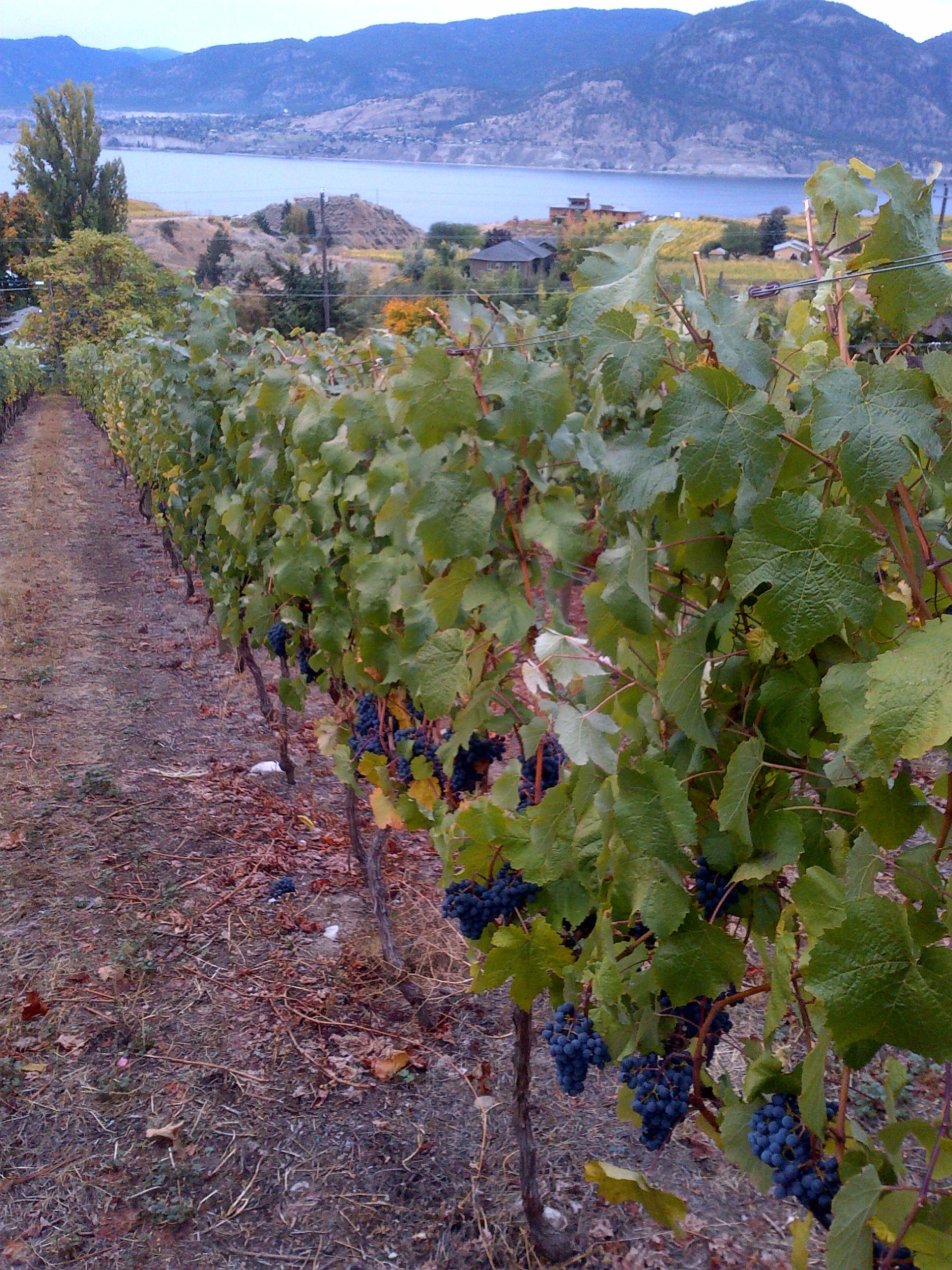 Petit Verdot almost ready for harvest