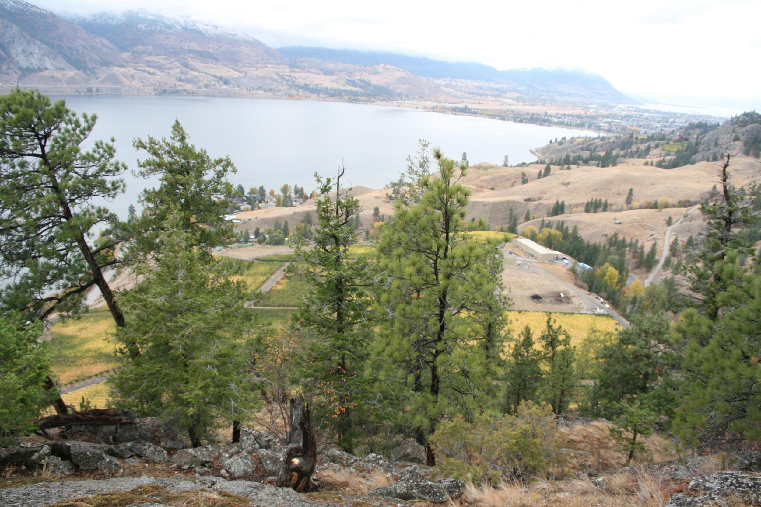  The view down over the vineyard from atop the bluffs. You can see Penticton and Lake Okanagan in the distance to the north. 