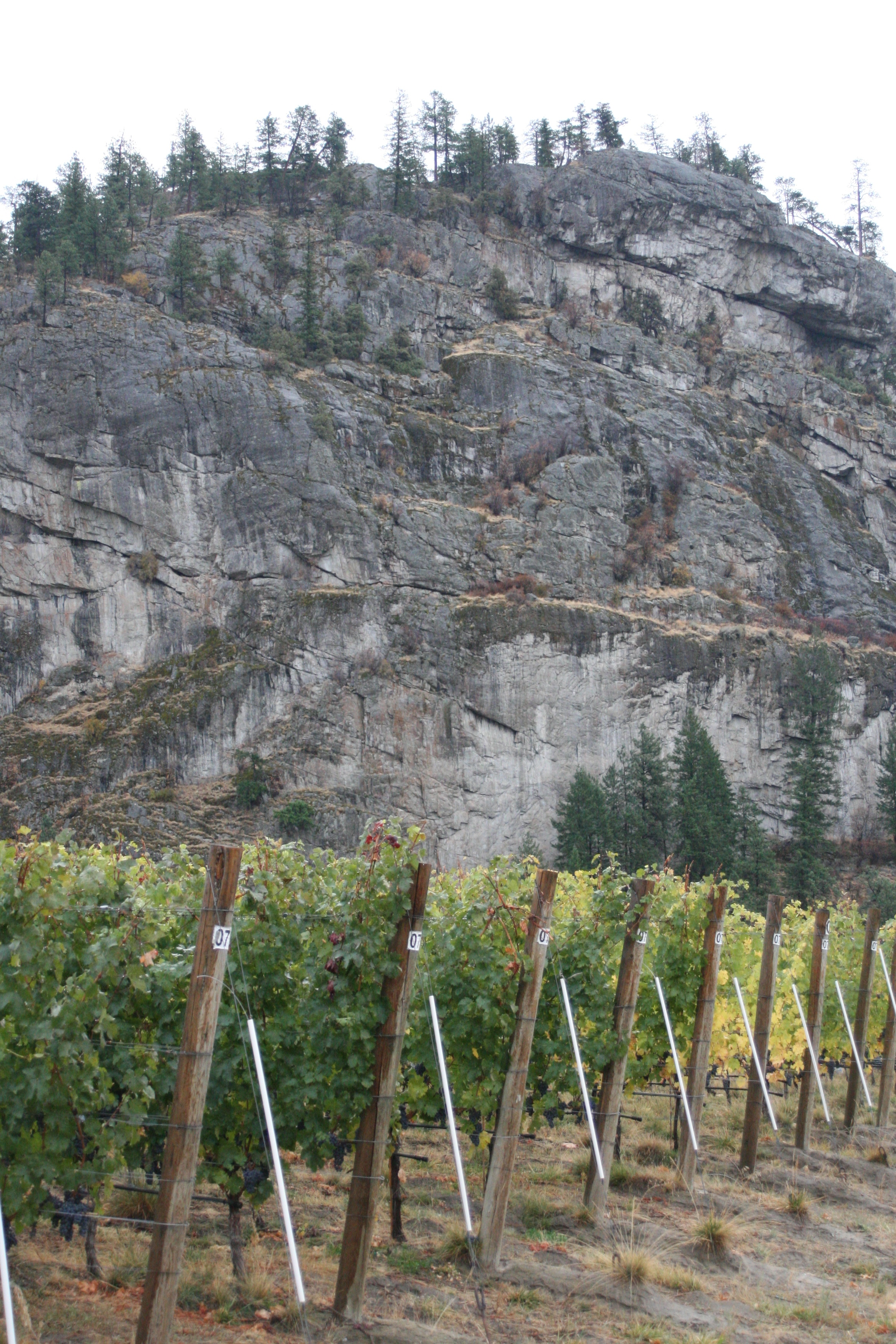  Vineyard against the rock wall of the Skaha Bluffs 