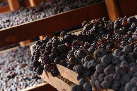 Grapes drying for the Amarone.