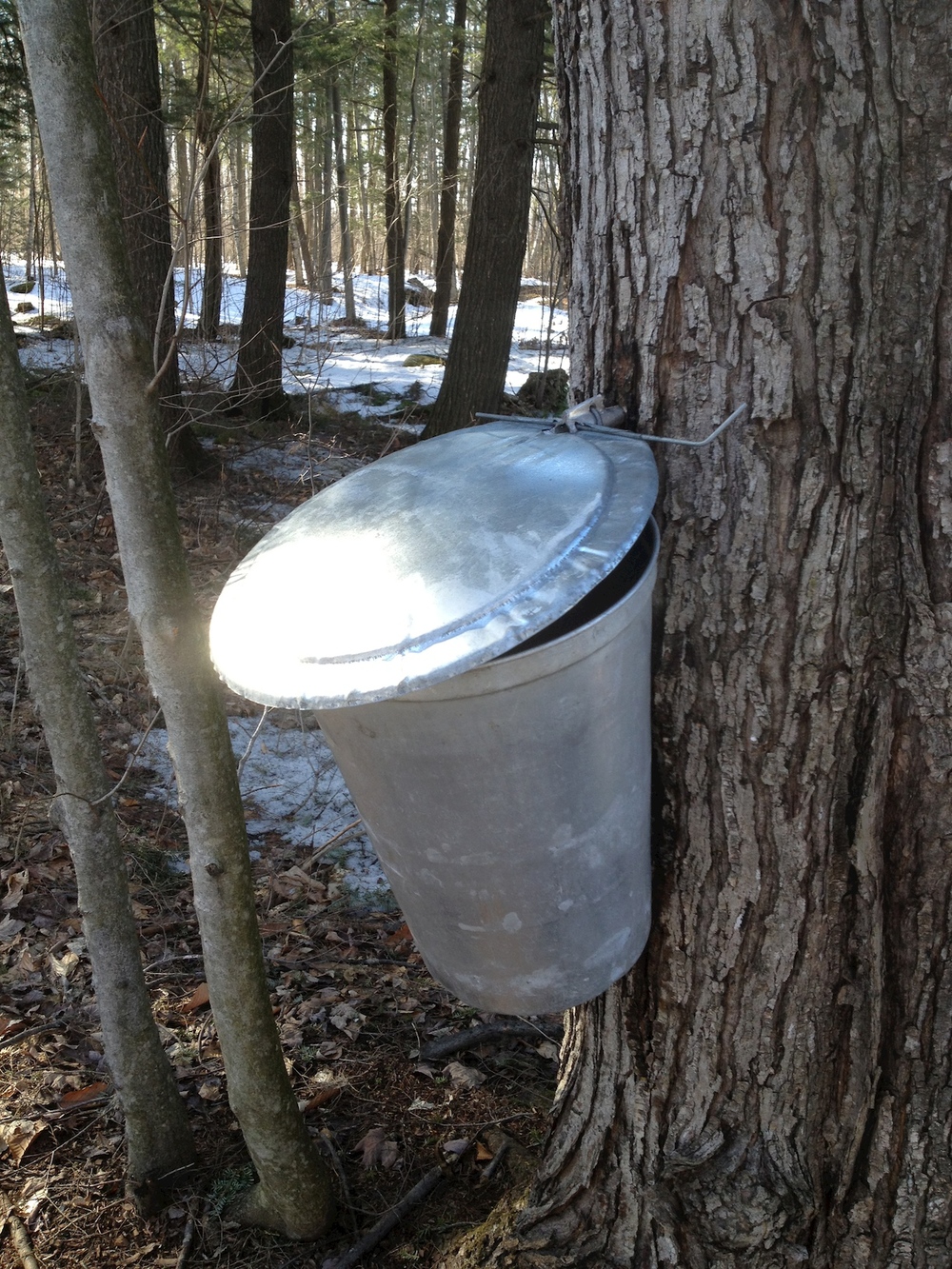  Buckets collecting sap at Mariposa Farm 