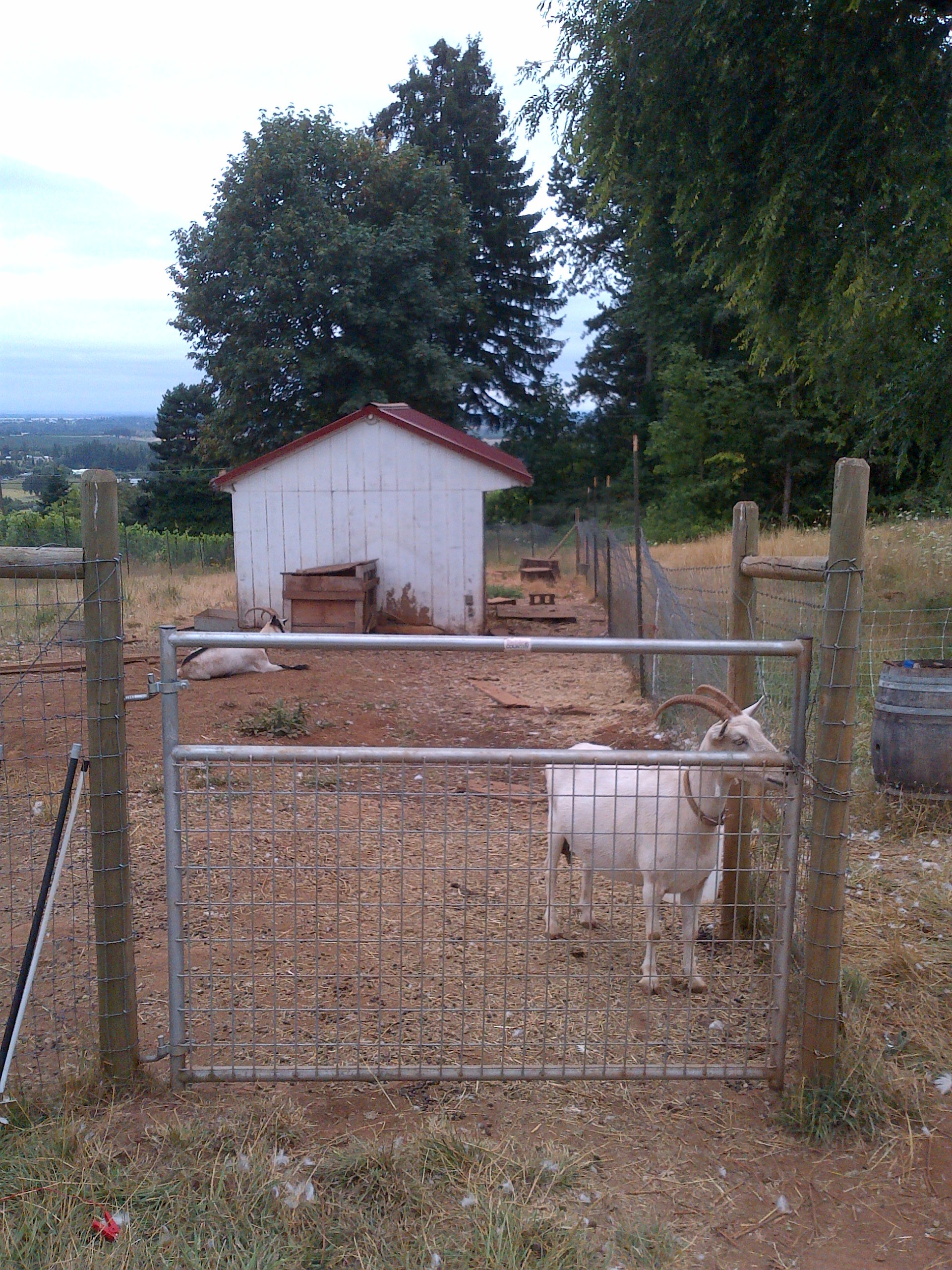 Cameron winery goats...