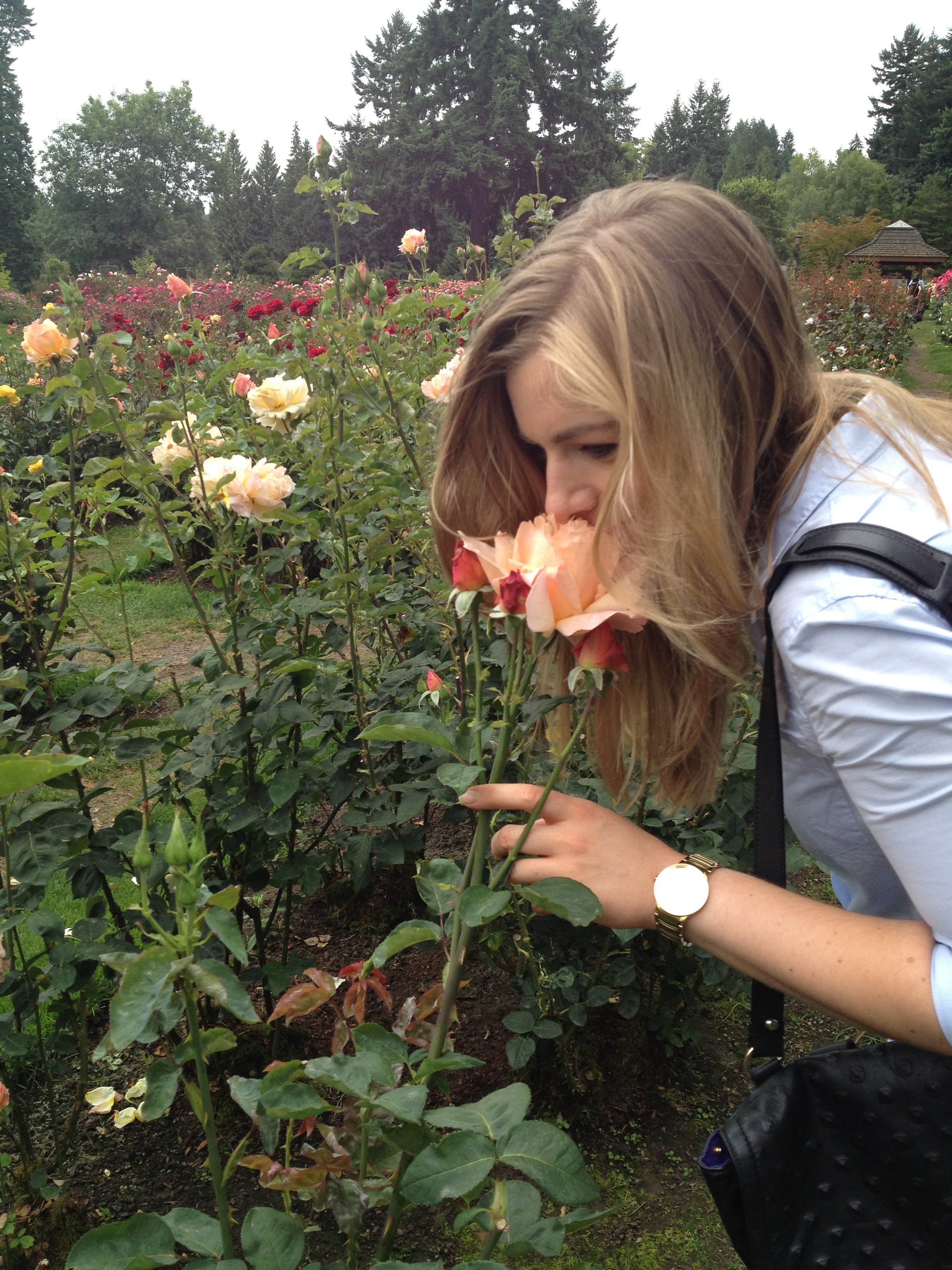  International Rose Test Garden 