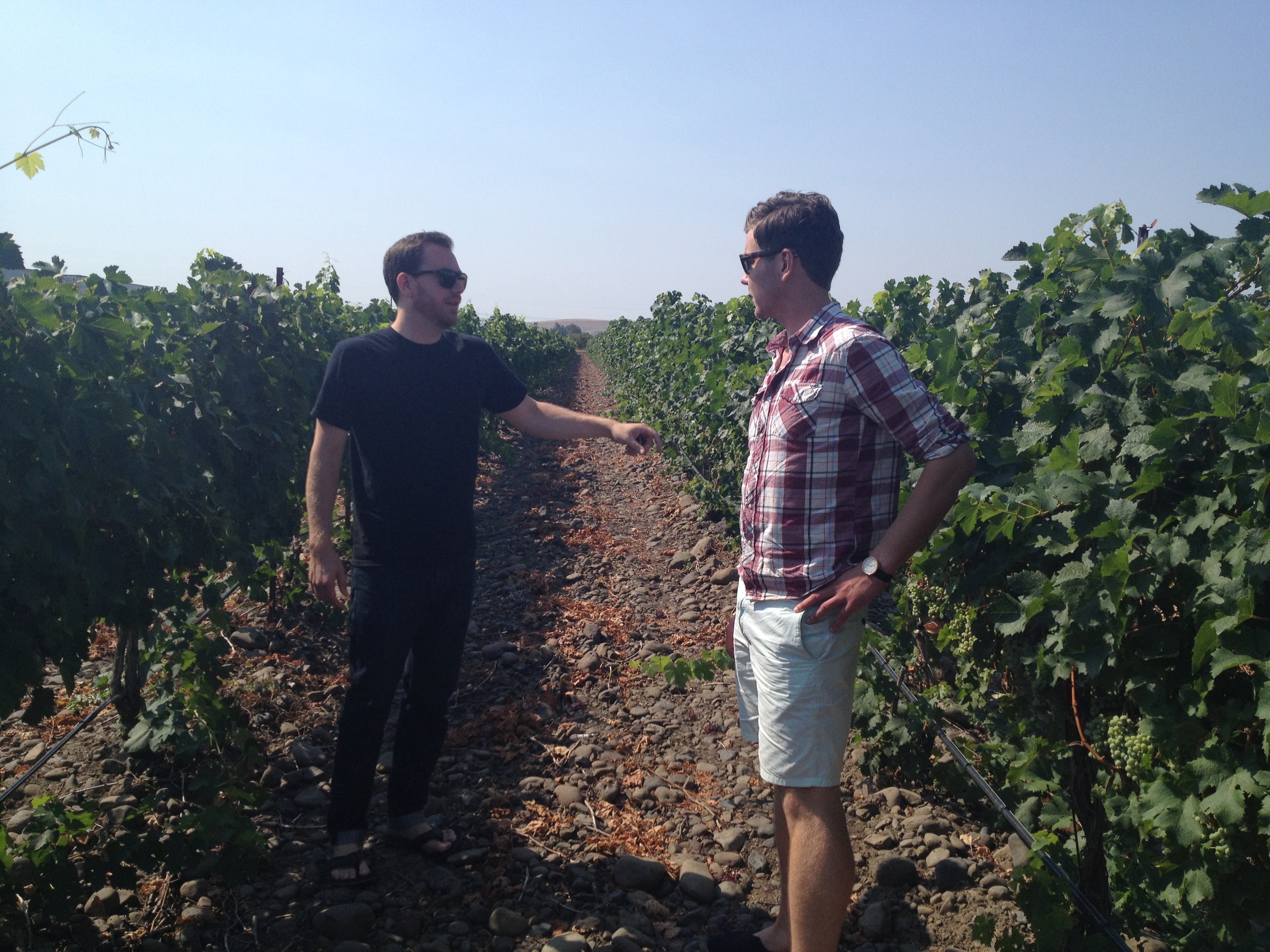  Checking out the rocks vineyard Syrah with Andrew Latta.  