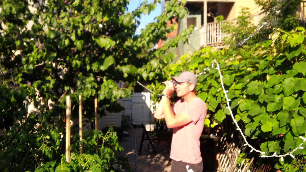  Checking the degrees brix with a refractometer. Row of estate grapes in background. 