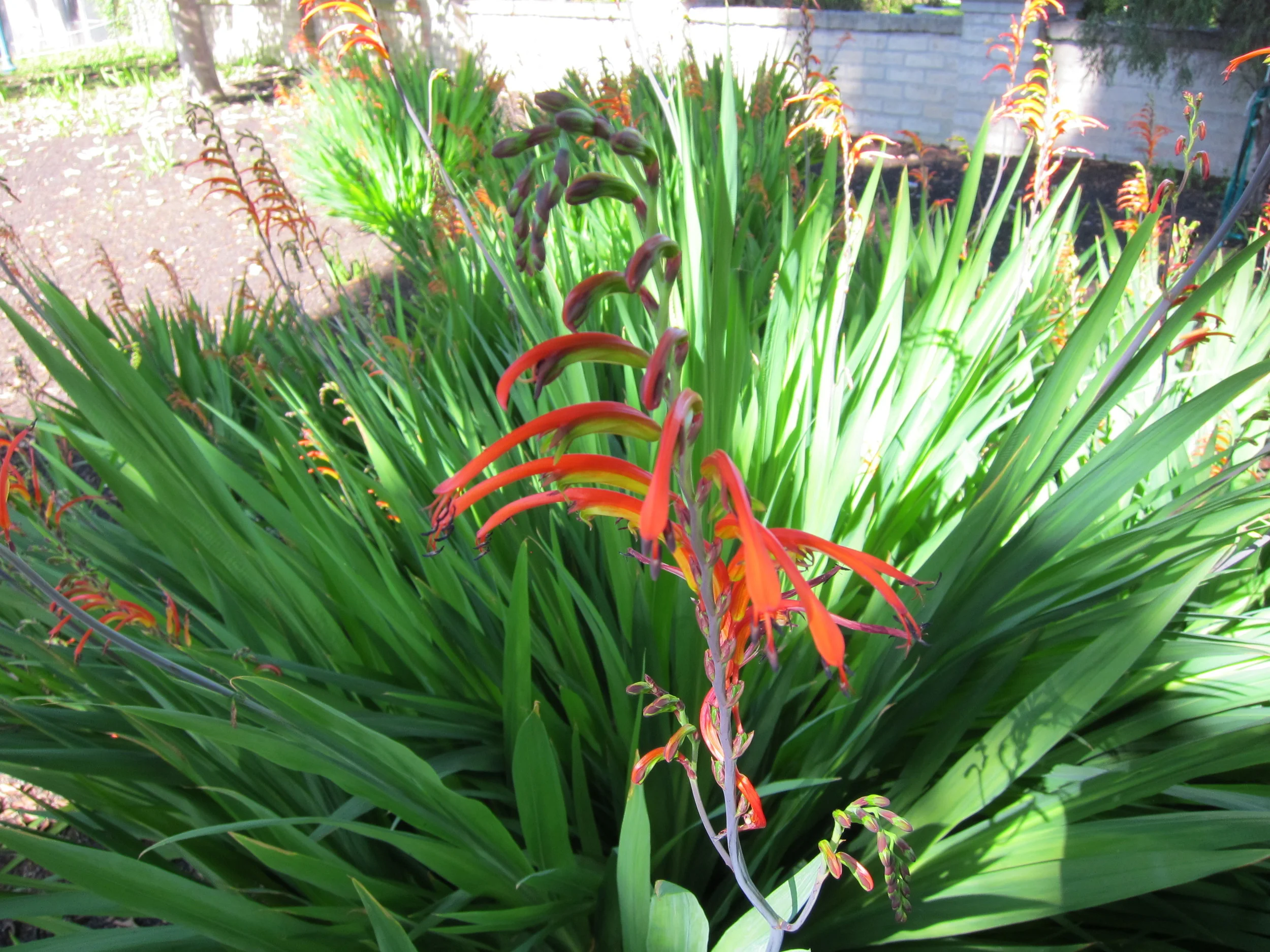 IMG_4620.JPG