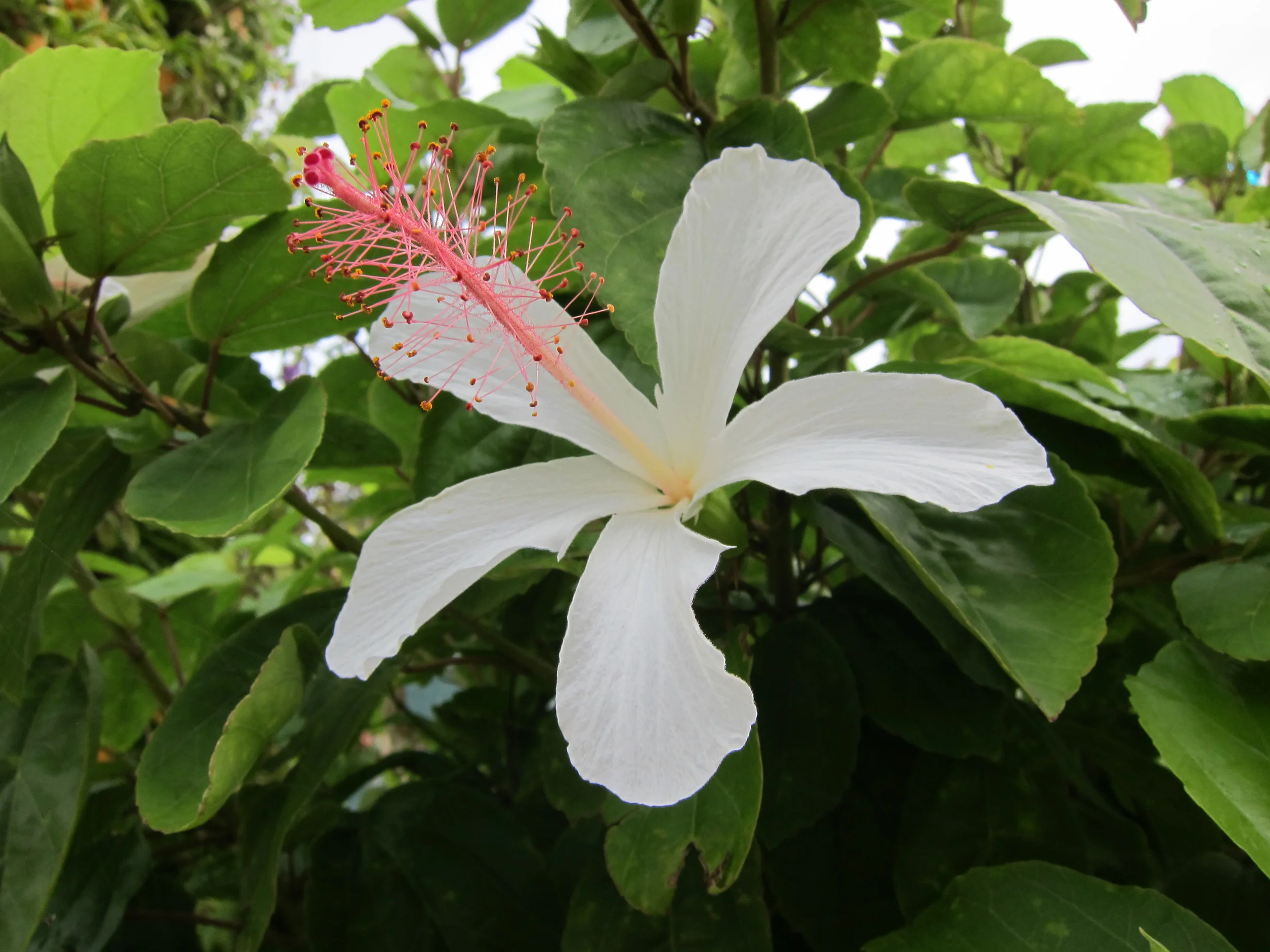 IMG_4137.JPG