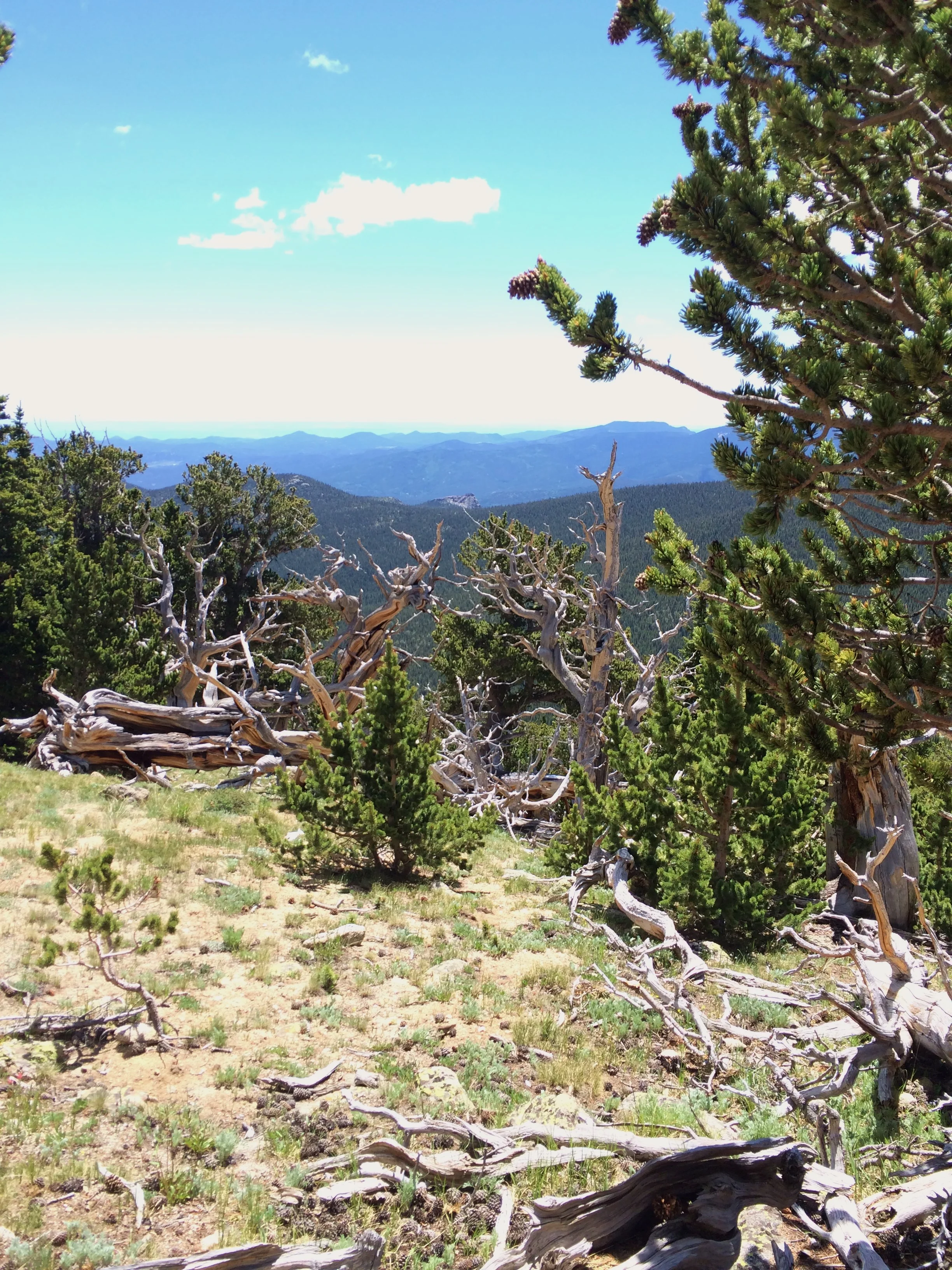 Bristlecone Pine Forest (41).JPG