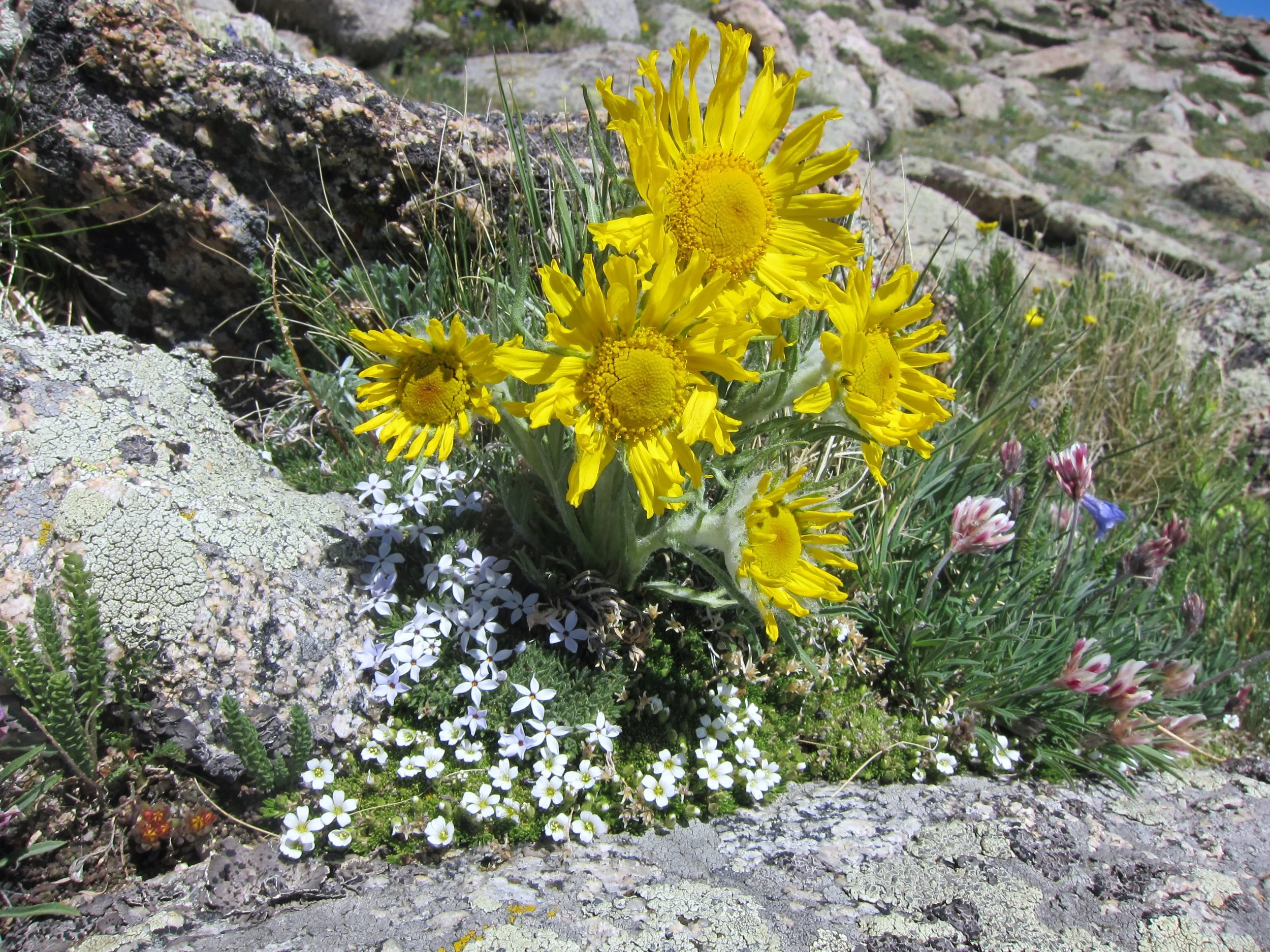 Tetraneuris grandiflora  - Old-man-of-the-mountain.JPG